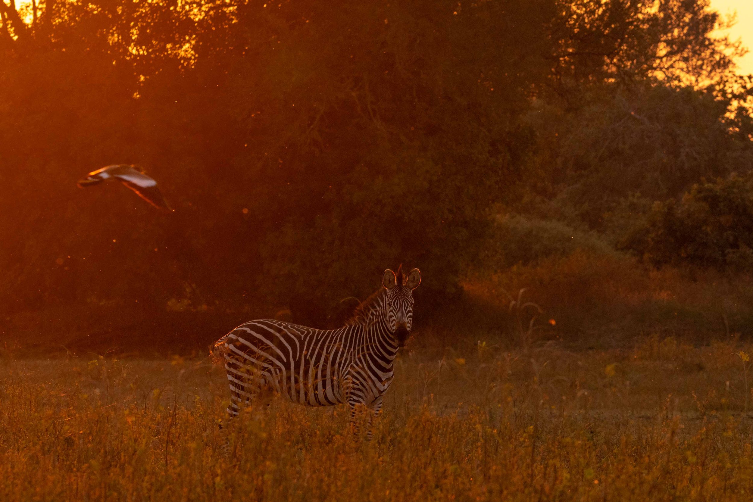 zambia - June 09 - IMG_00004.jpg