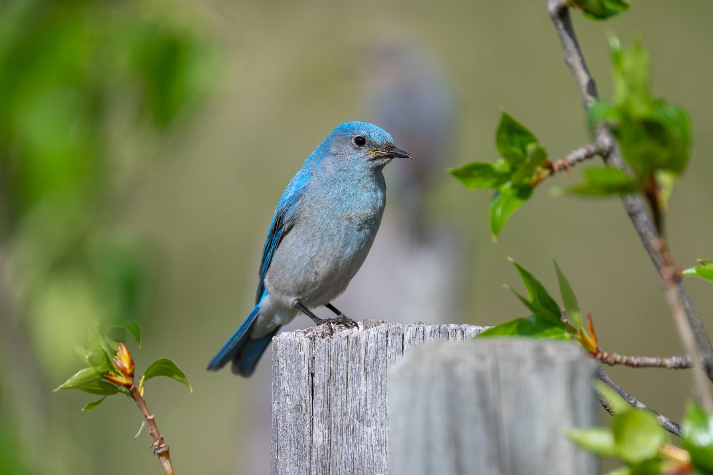 Male mountain bluebird searching out insects for his mate