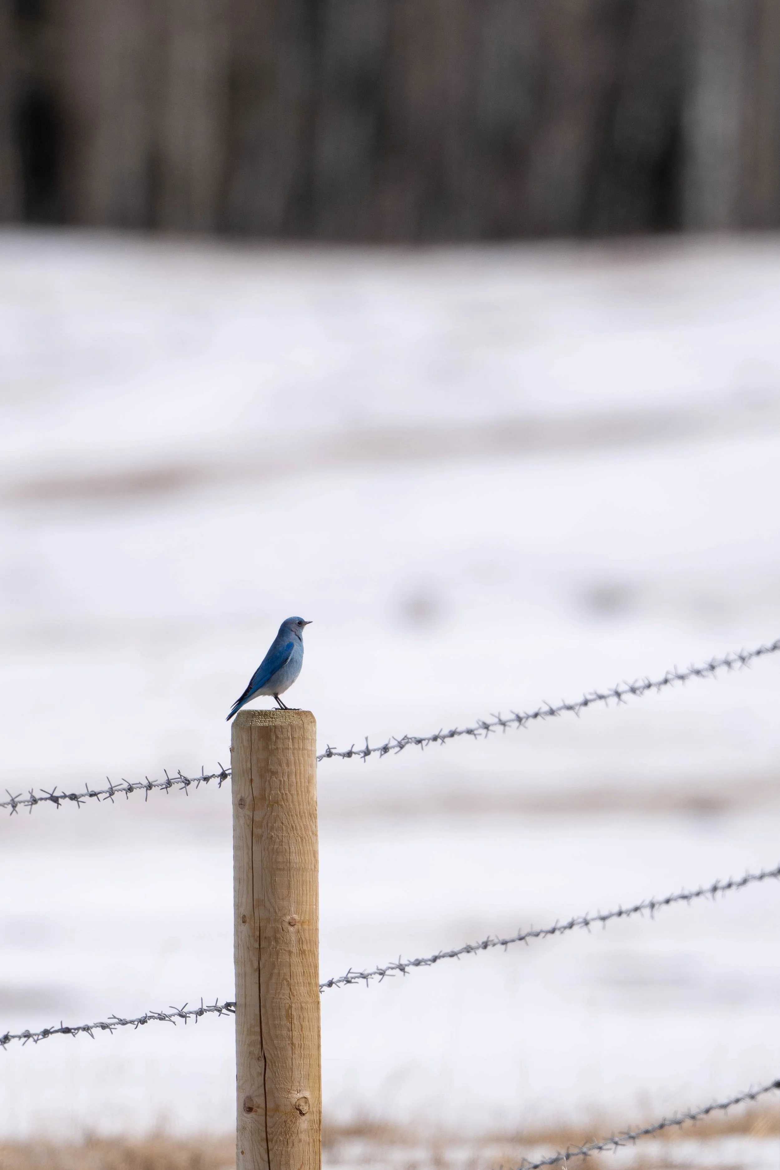 male mountain bluebird