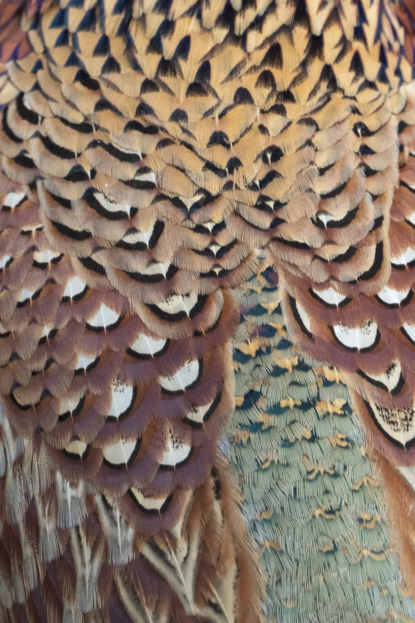 Pheasant feather details.
