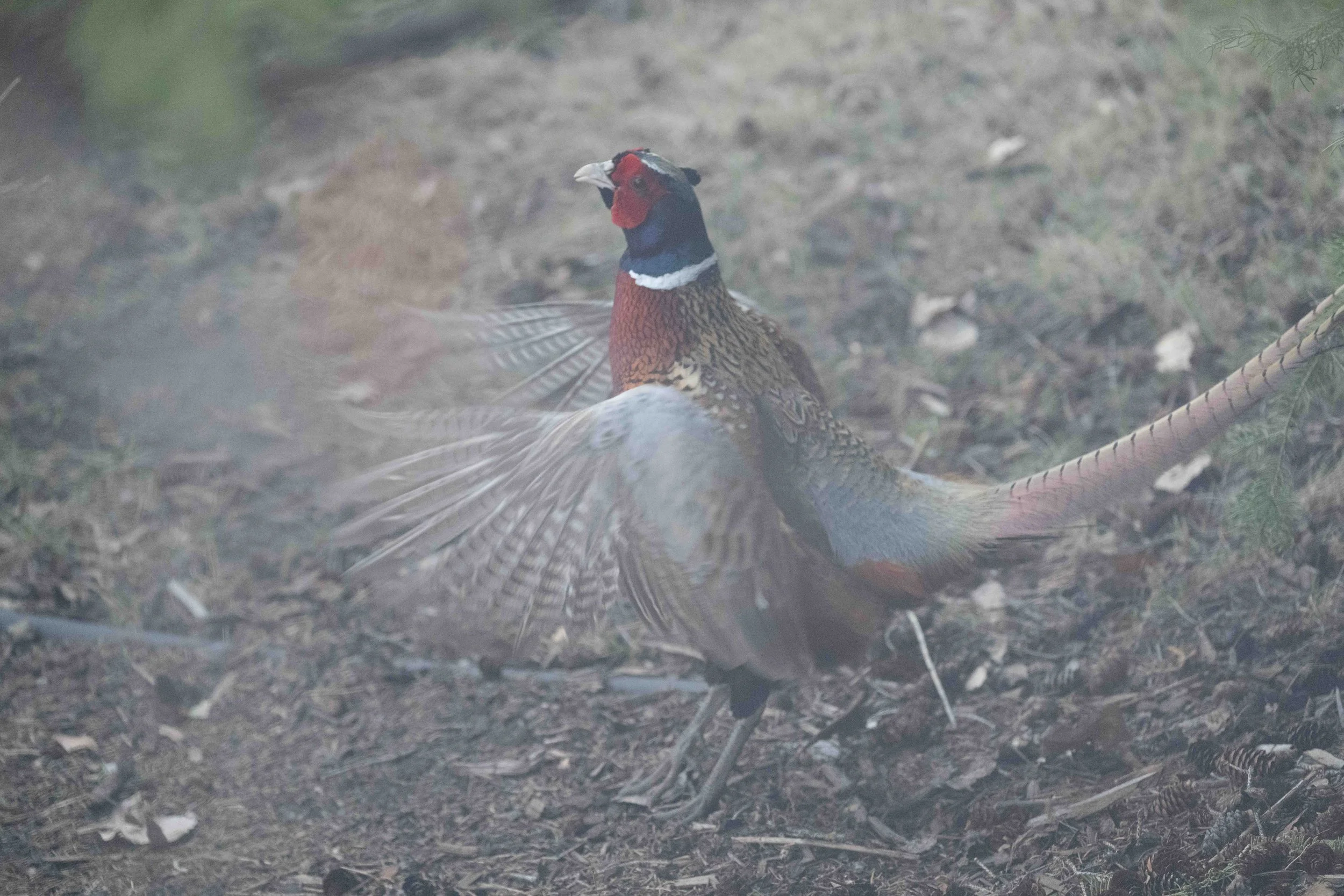 Ring necked pheasant in the backyard