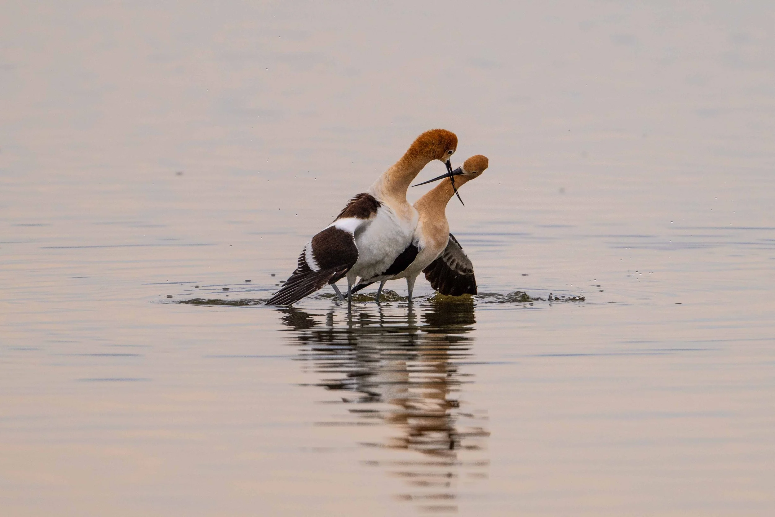 American Avocets in courtship dance