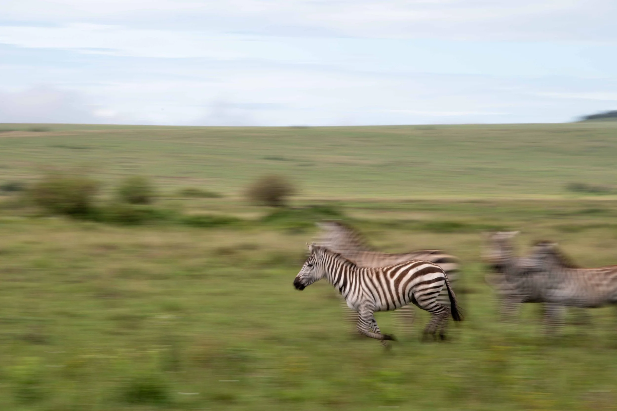 panning image of zebra running
