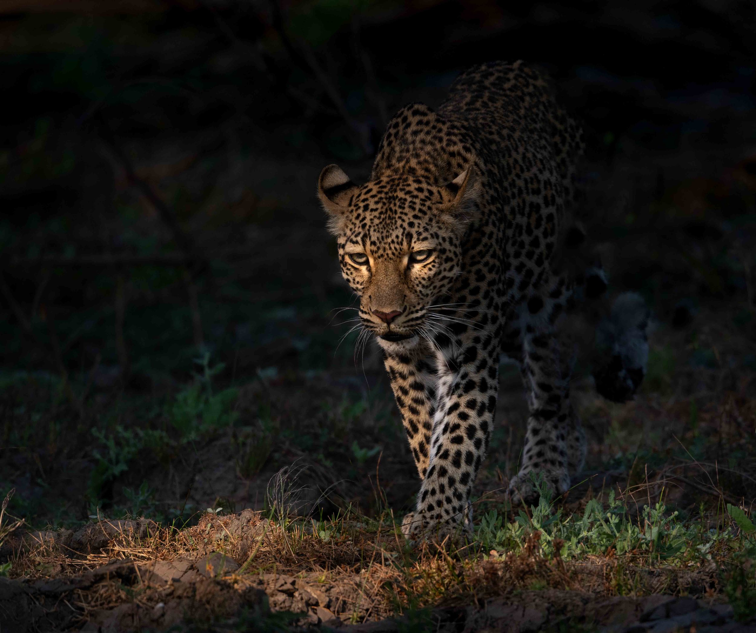 zambia - June 08 - IMG_00016.jpg
