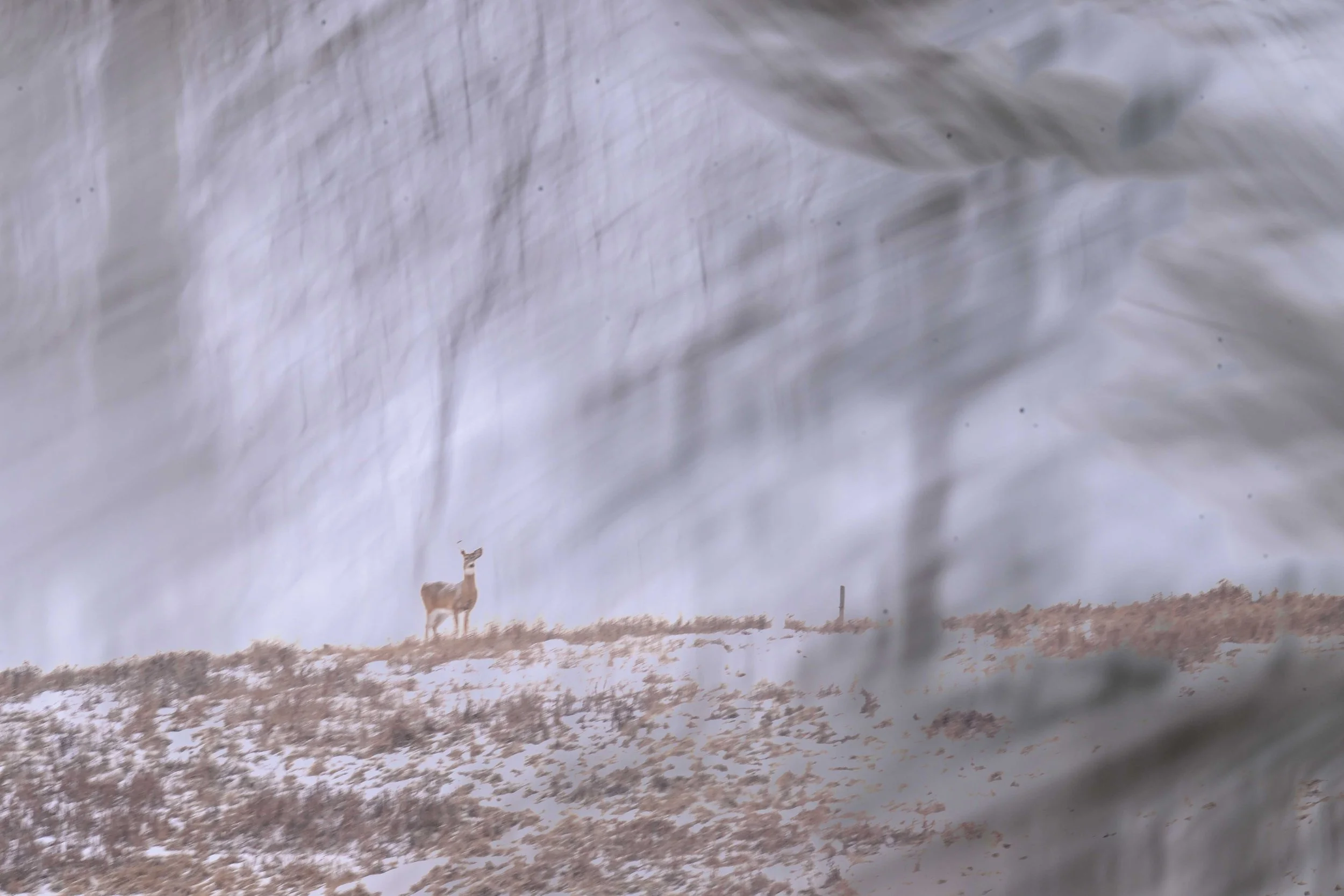 wildlife - December 24 - IMG_00005.jpg