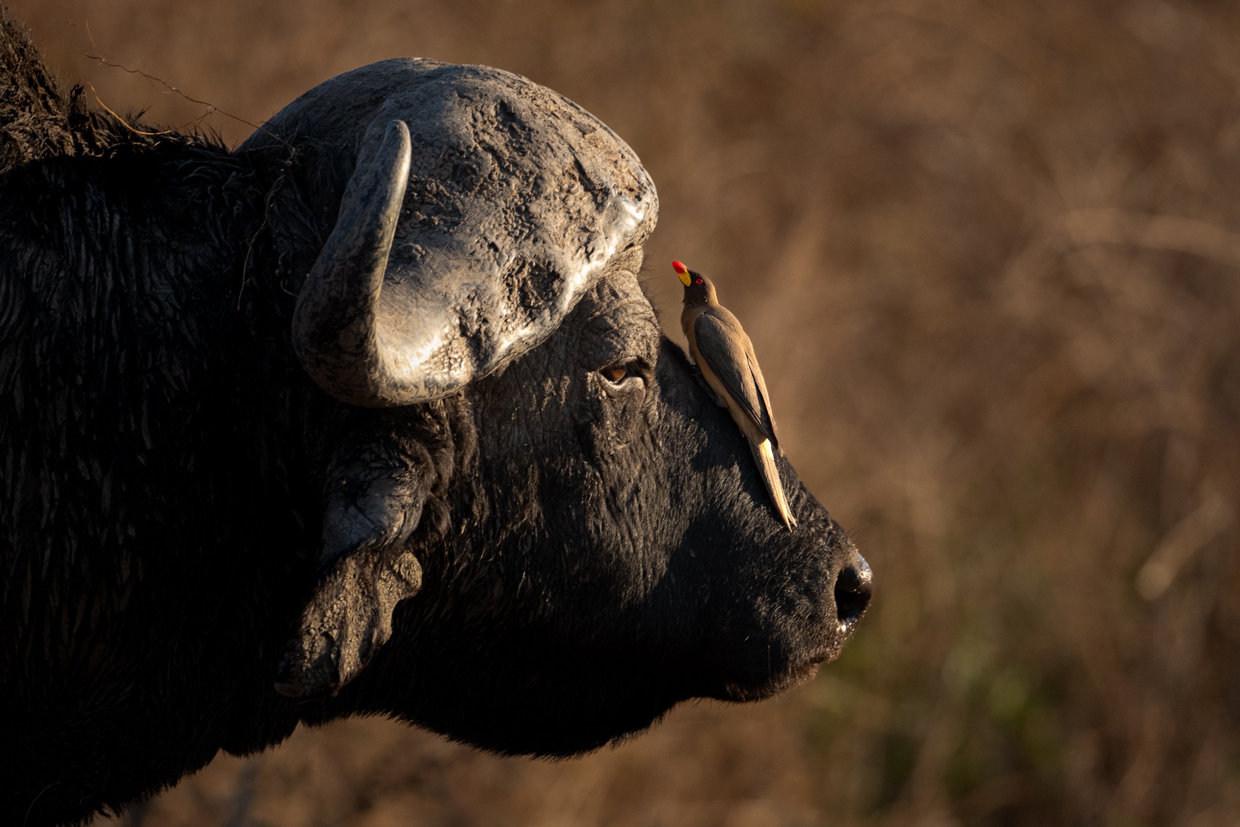 an oxpecker bird perched on the snout of a water buffalo in the golden light of the setting sun in South Luangwa
