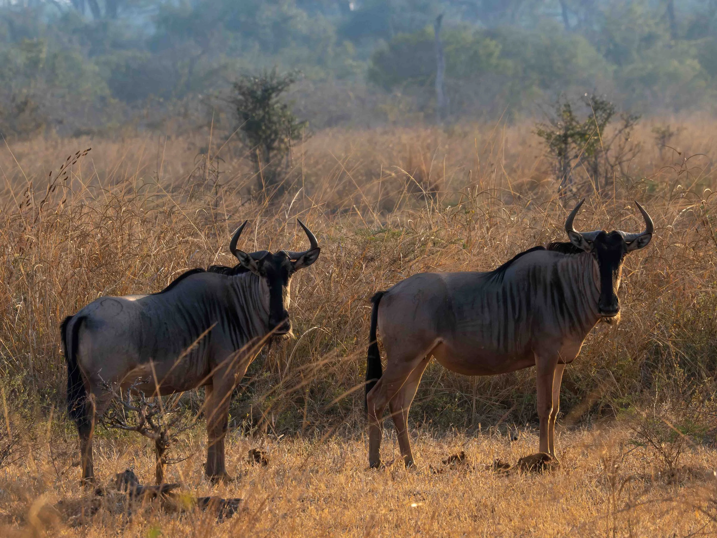 zambia - June 10 - IMG_00023.jpg