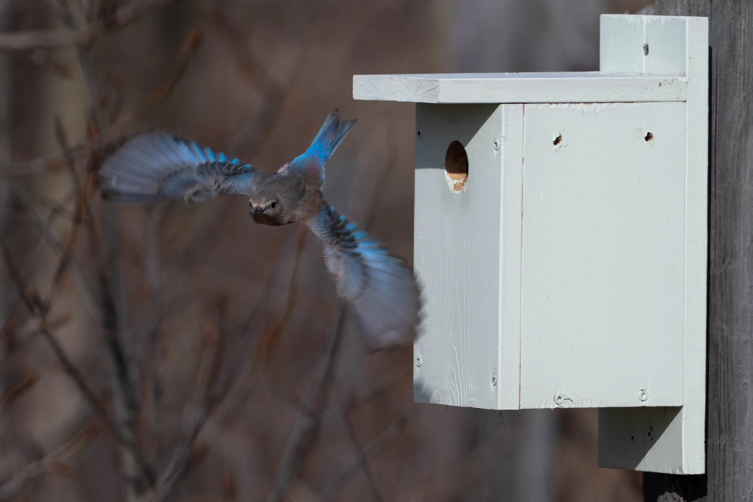 female mountain bluebird flying out of nestbox