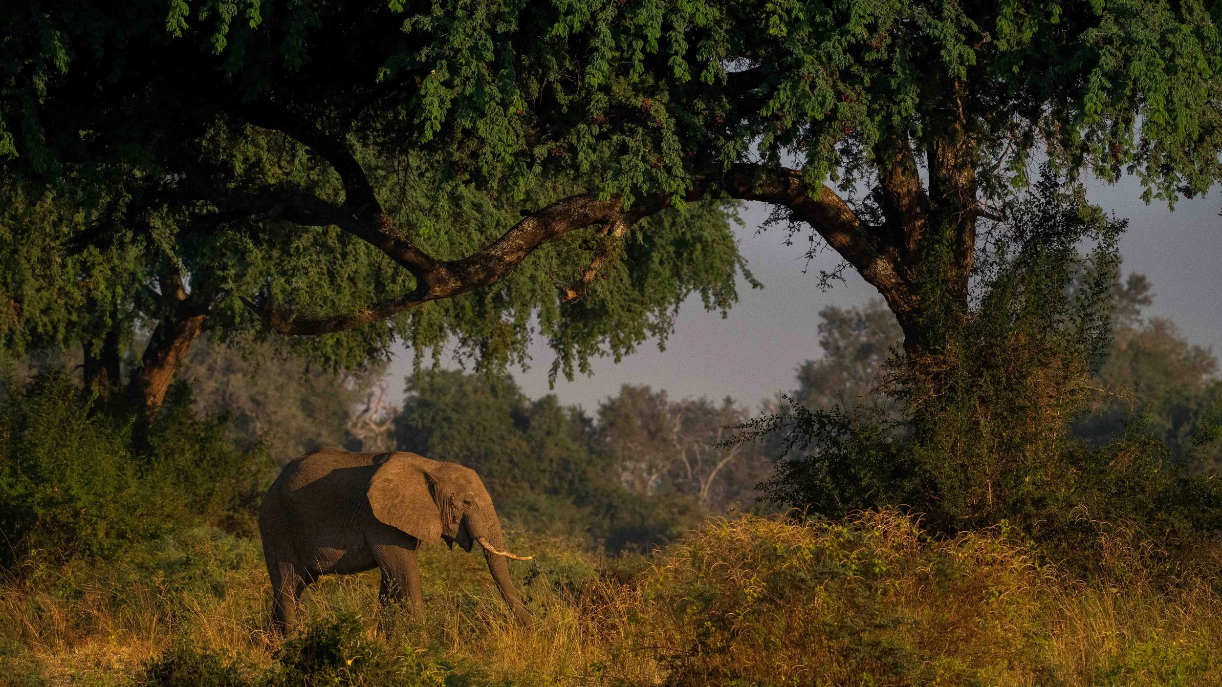 Lower Zambezi - Kutali Camp