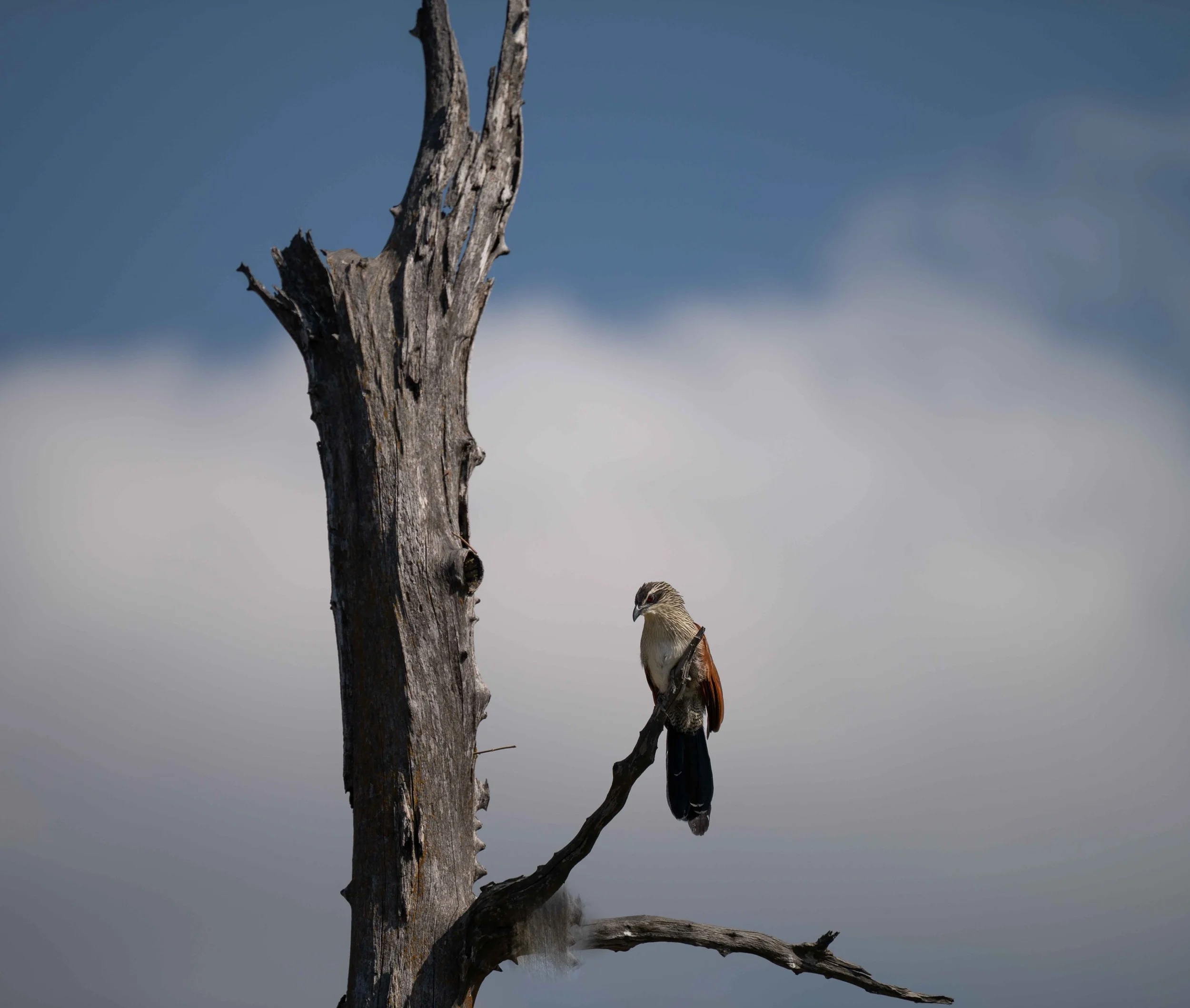 zambia - June 08 - IMG_00007.jpg