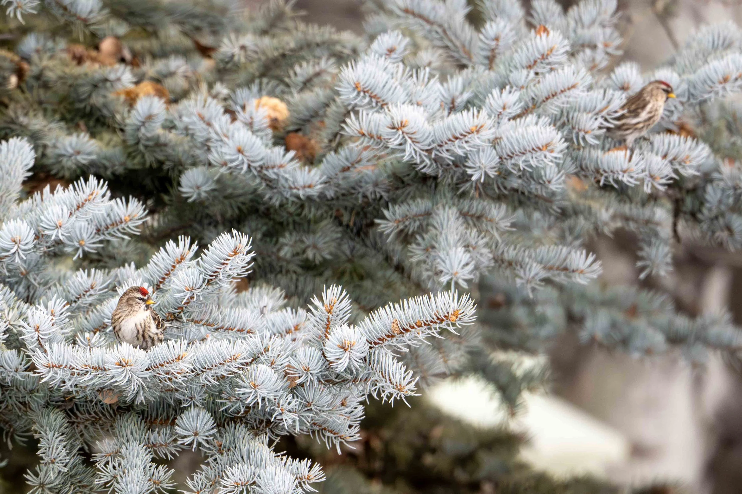 redpolls feeding on pine cones