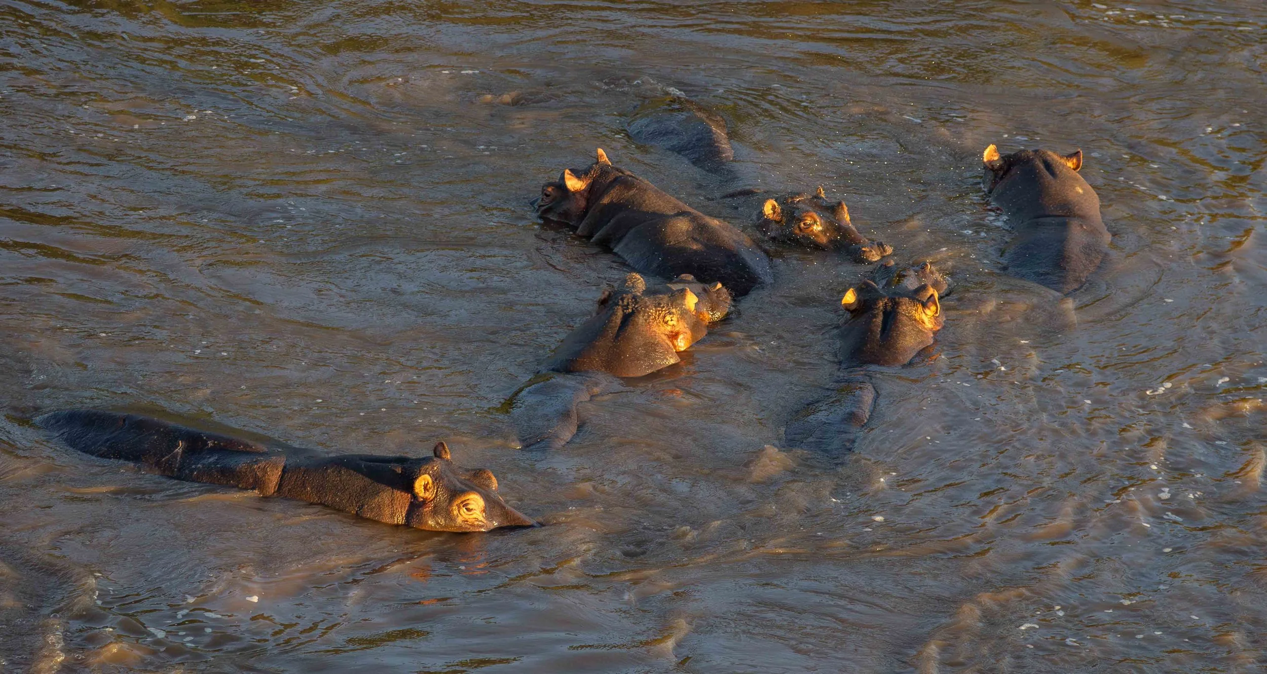 hippos in the Mara river staying cool and hydrated in the blistering sun