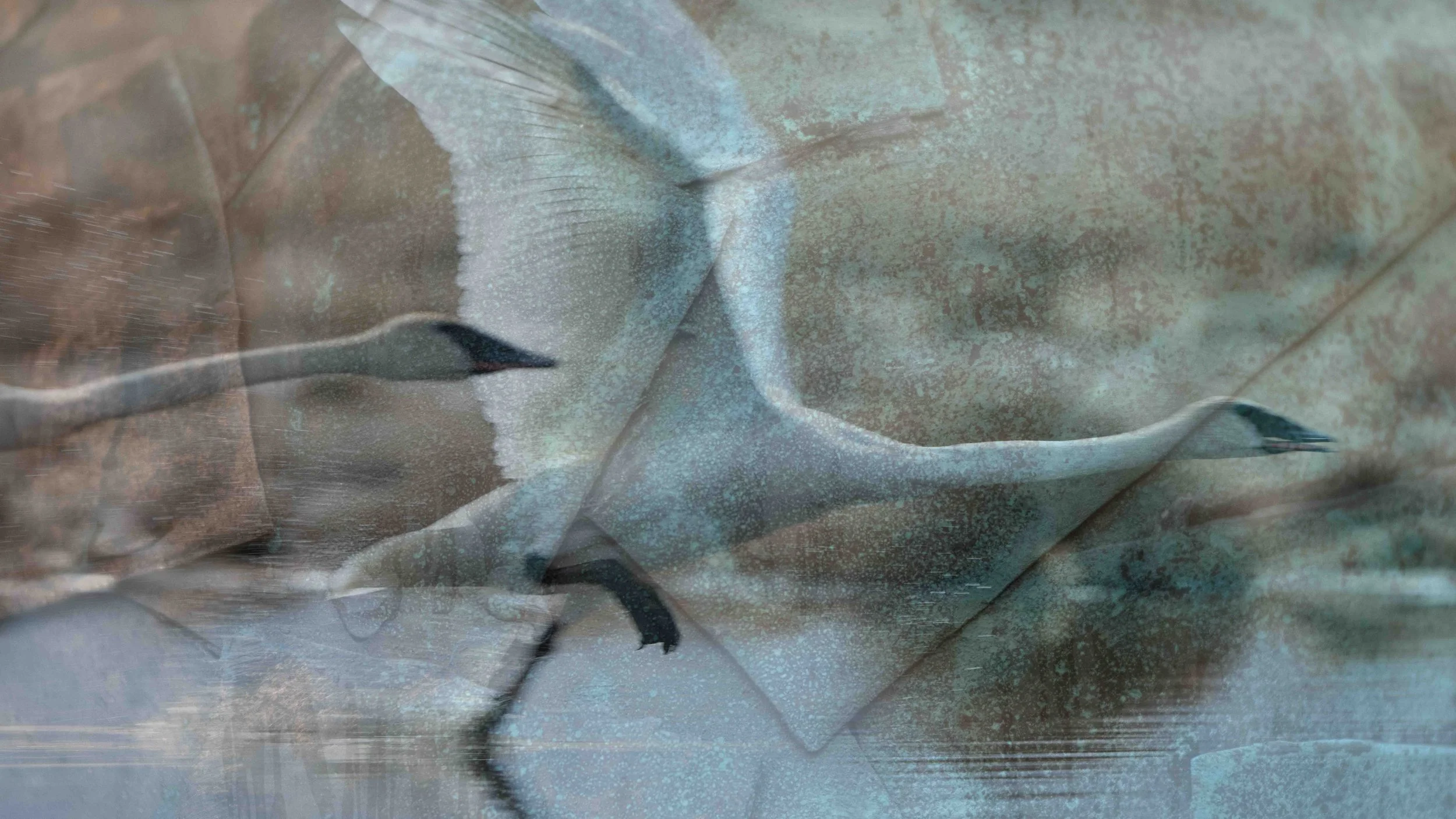 Trumpeter swans taking flight from a local pond overlaid with a copper sculpture textural layer