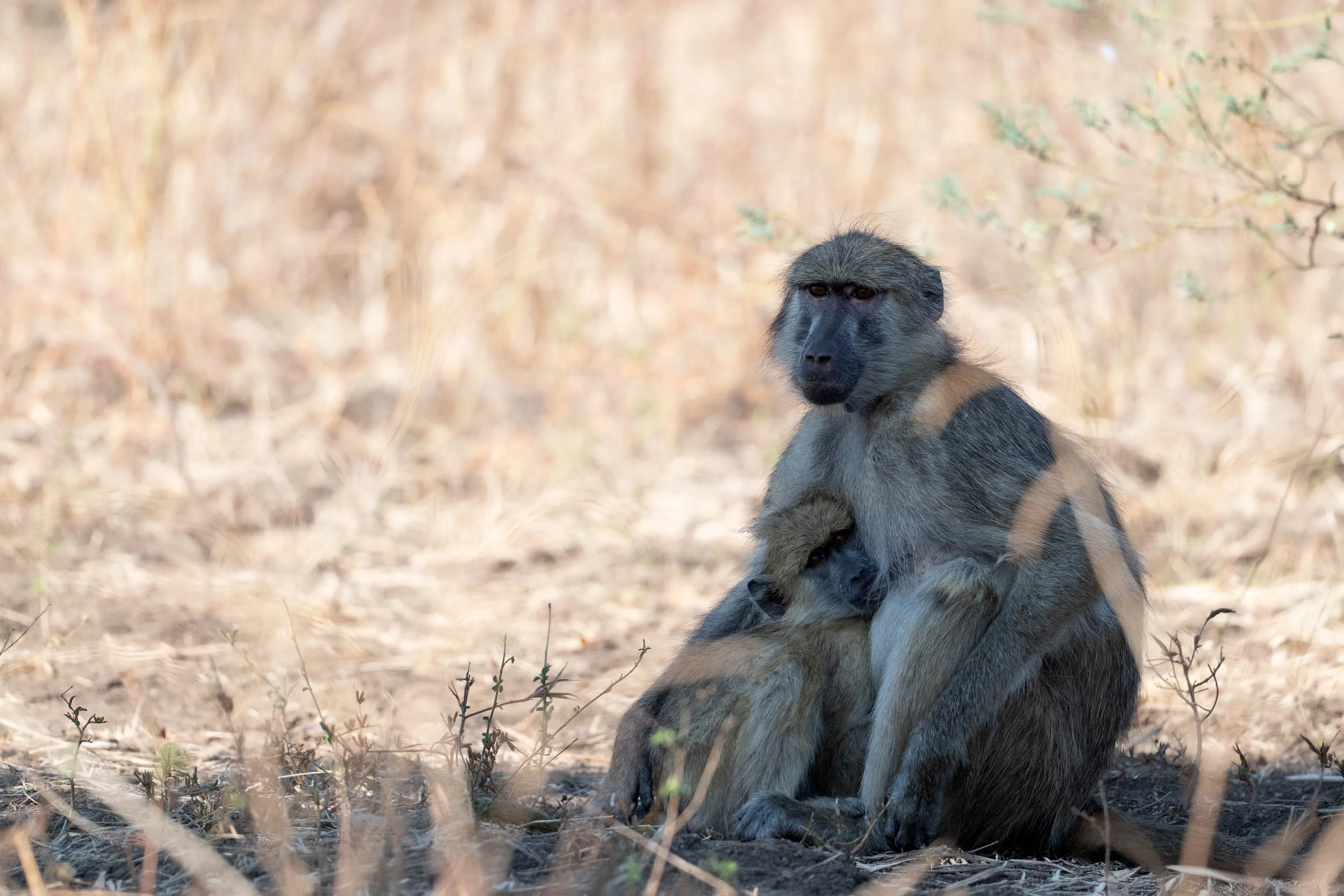mother baboon and her little one after a grooming session