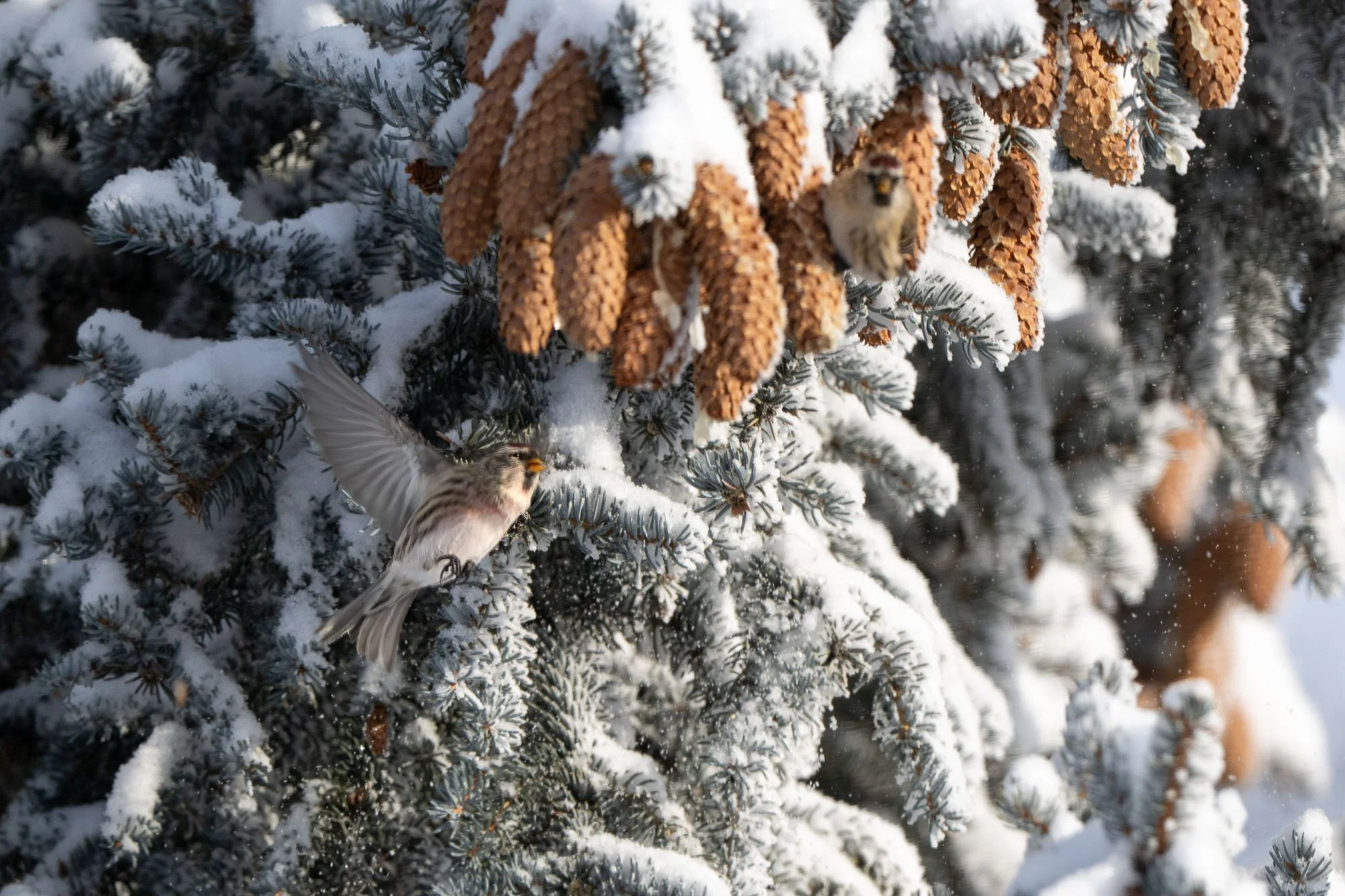 common redpolls swarming in the evergreen trees looking for pine cone seeds