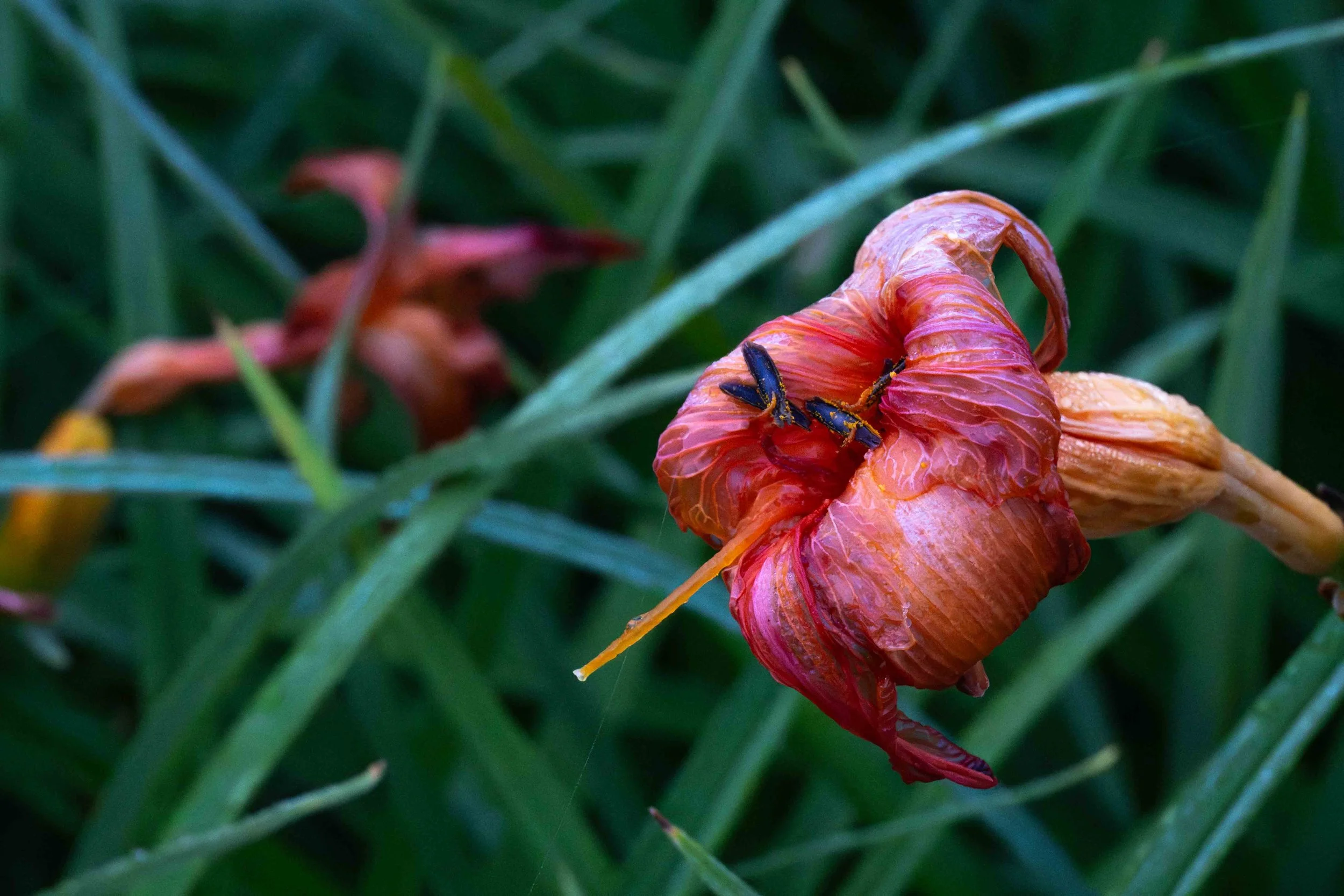 day lily past its prime