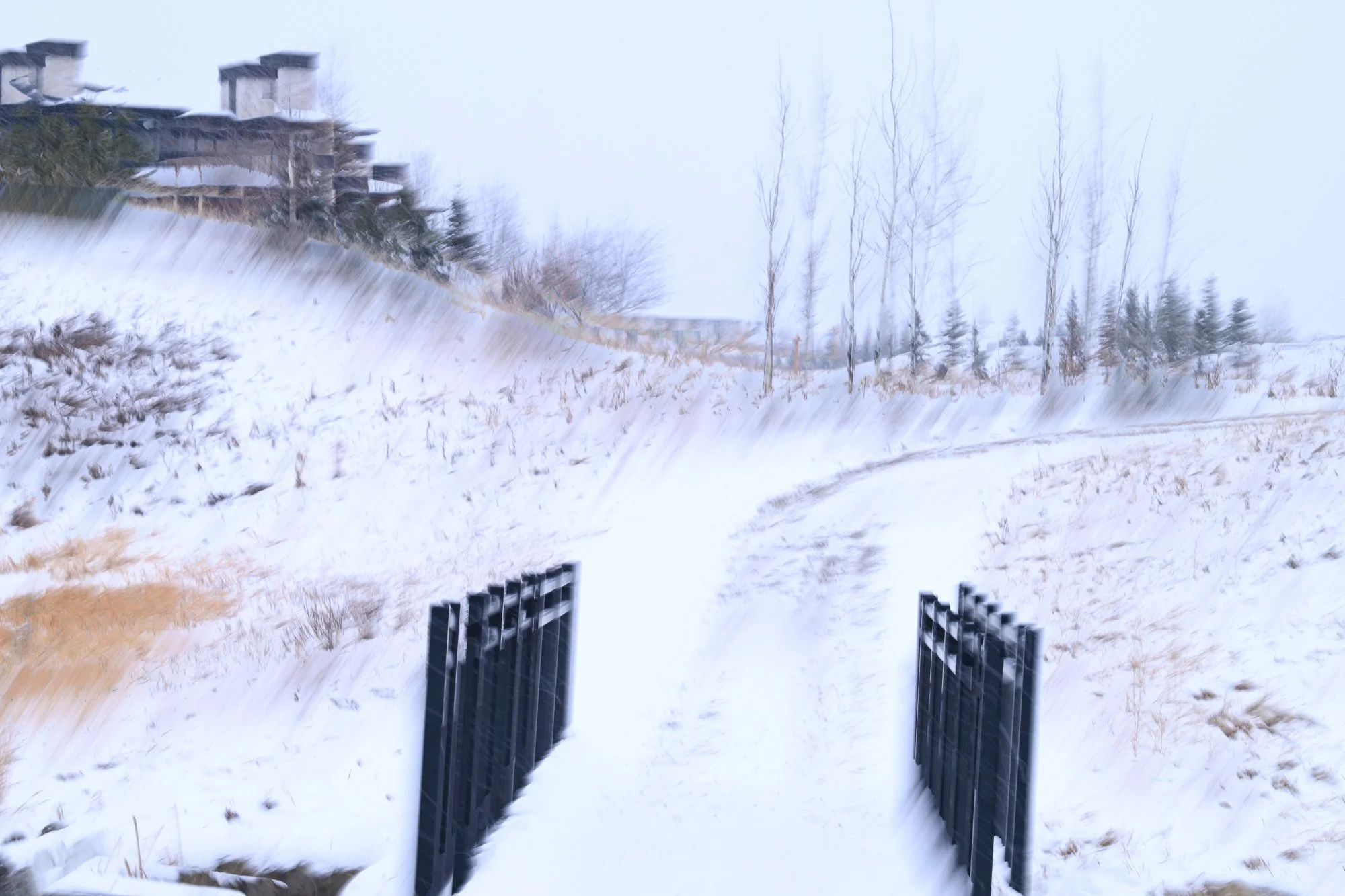 portrait - December 02 - IMG_00009.jpeg