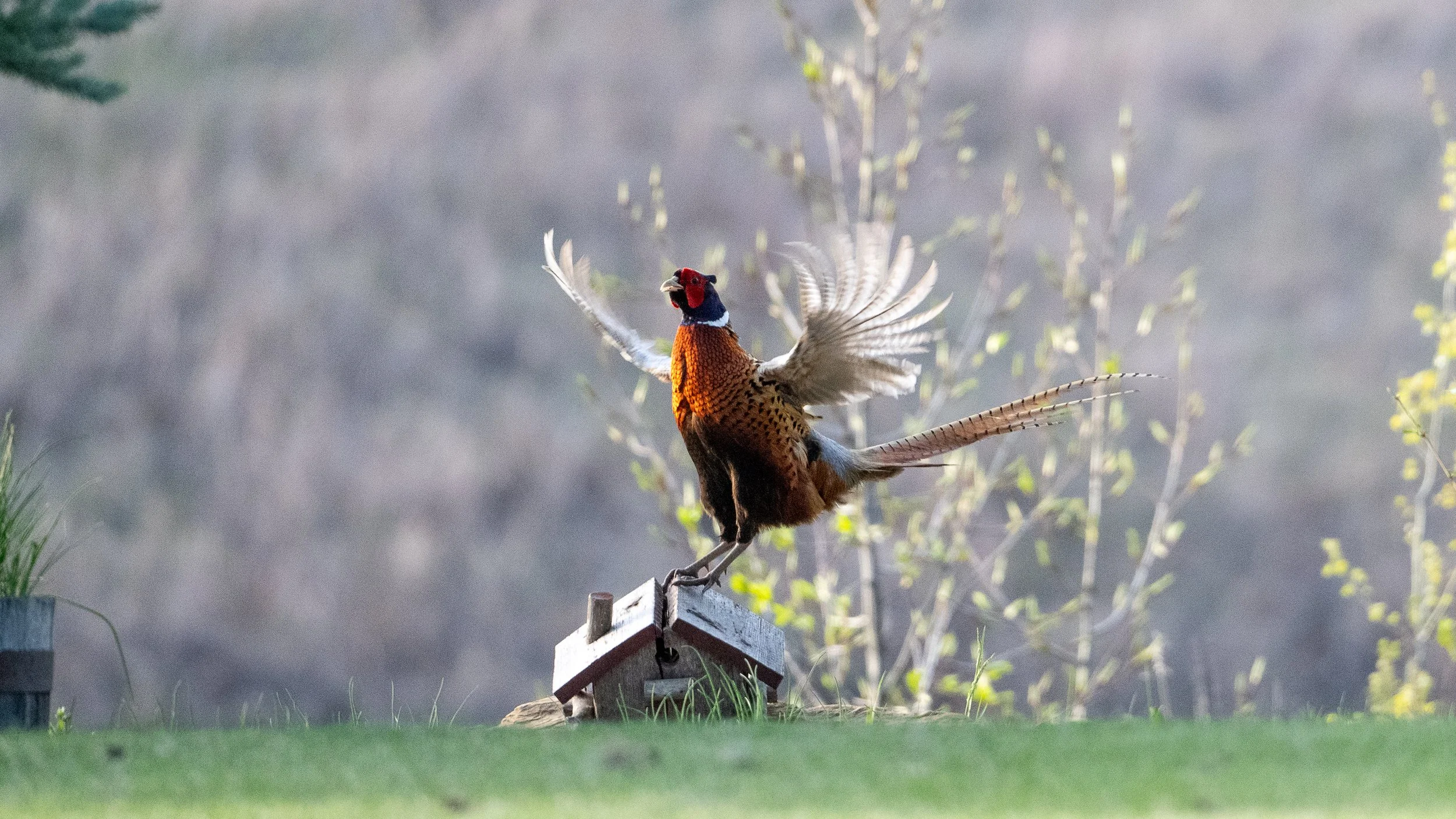 A ring necked pheasant roosting on an abandoned bird house flapping his wings as he crows