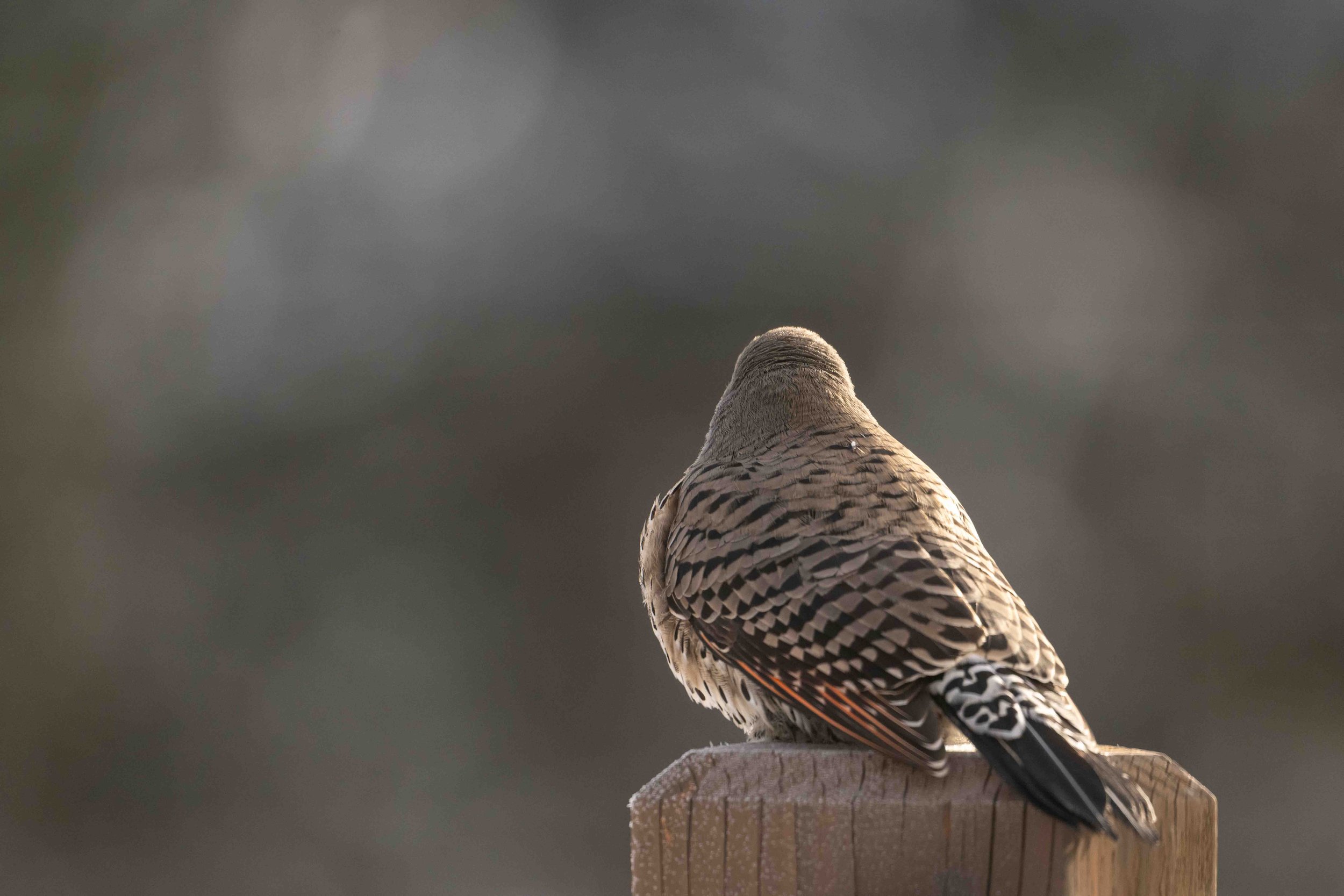 Northern Flicker woodpecker sitting on a deck post