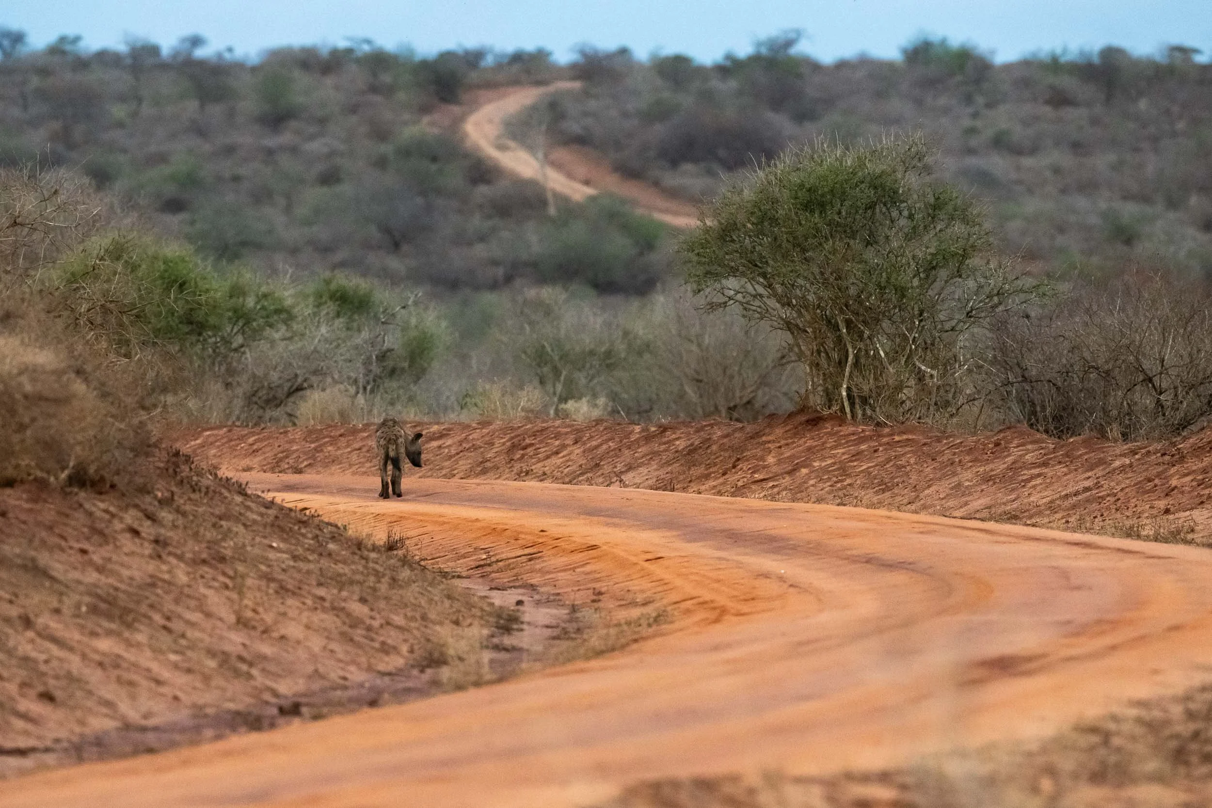 hyena walking off down a road in Tsavo West National Park