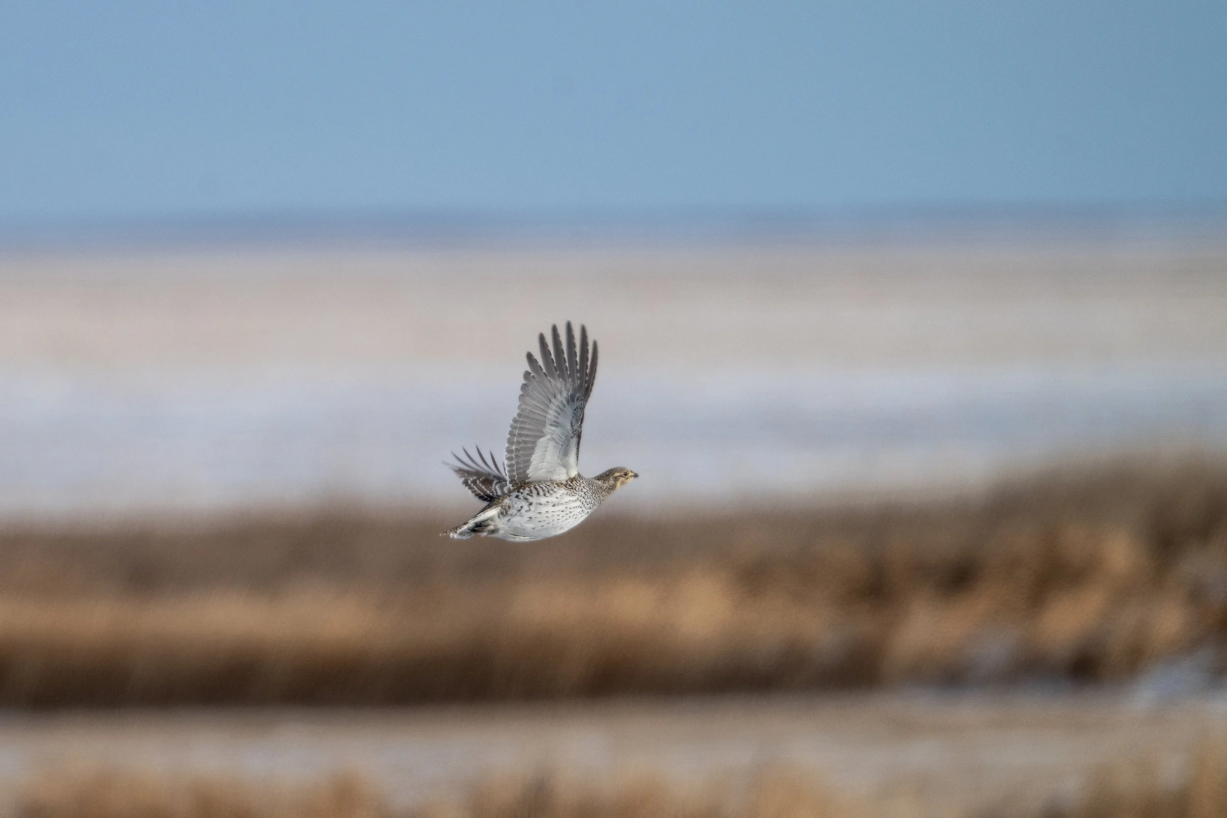 A sharp tailed grouse in flight