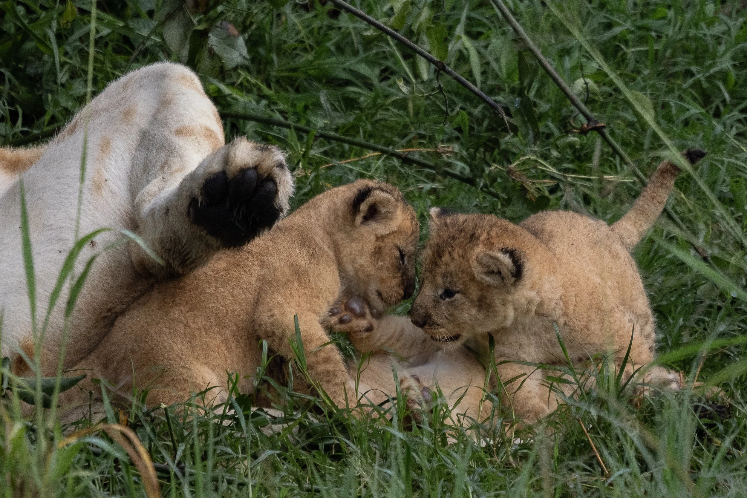 lion cubs playing outside of their den