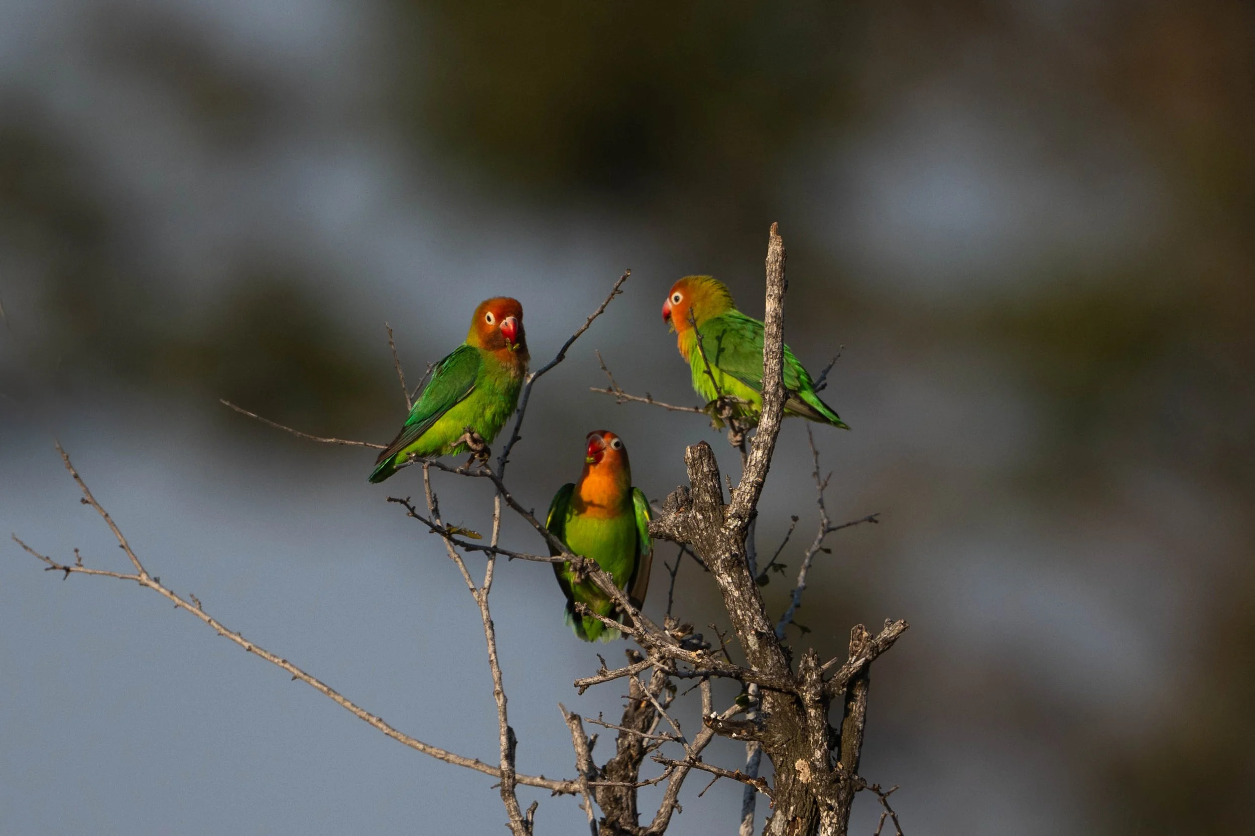 zambia - June 08 - IMG_00009-2.jpg