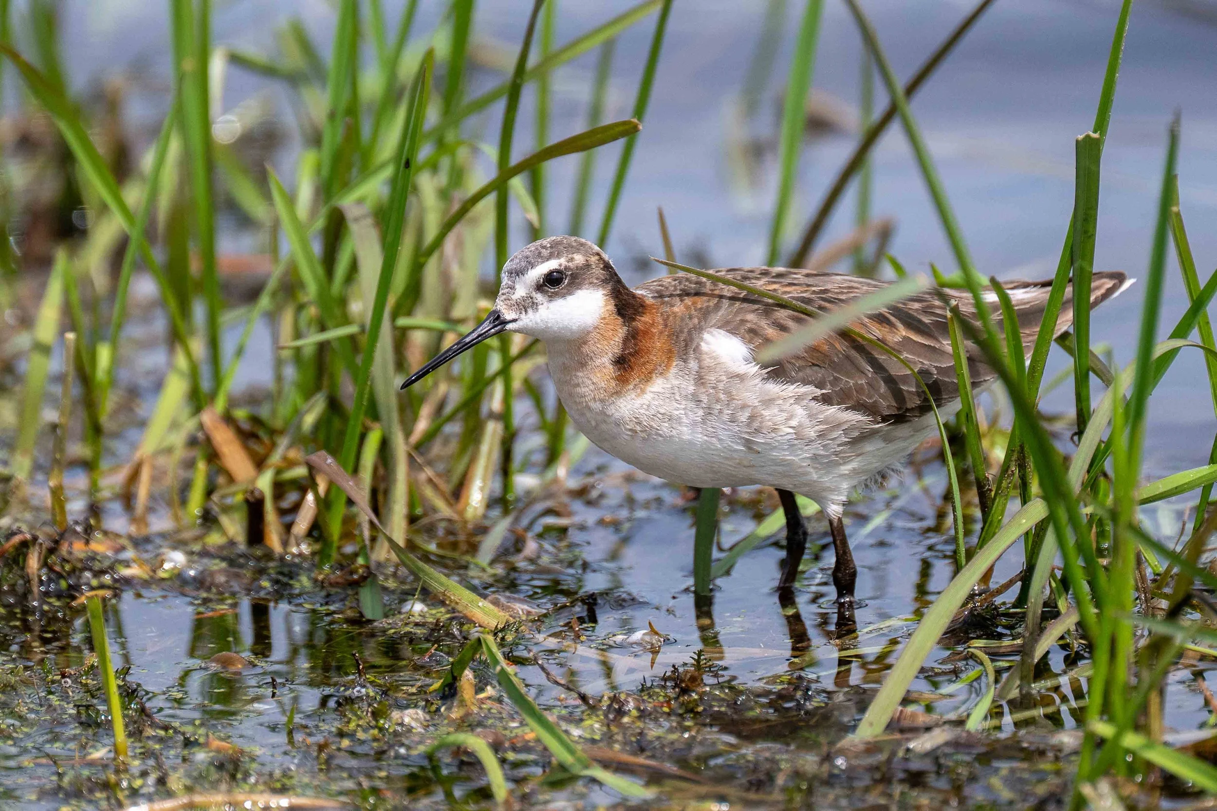 Wilson's Phalarope in a marsh