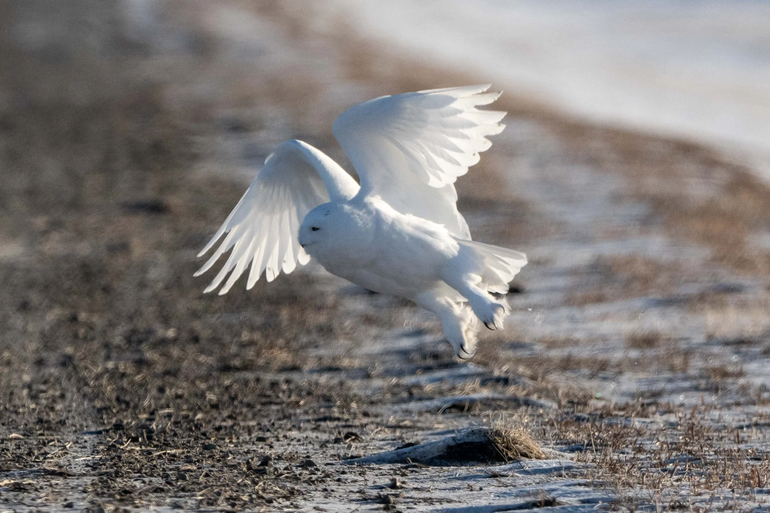 male snowy owl taking off from the side of the road
