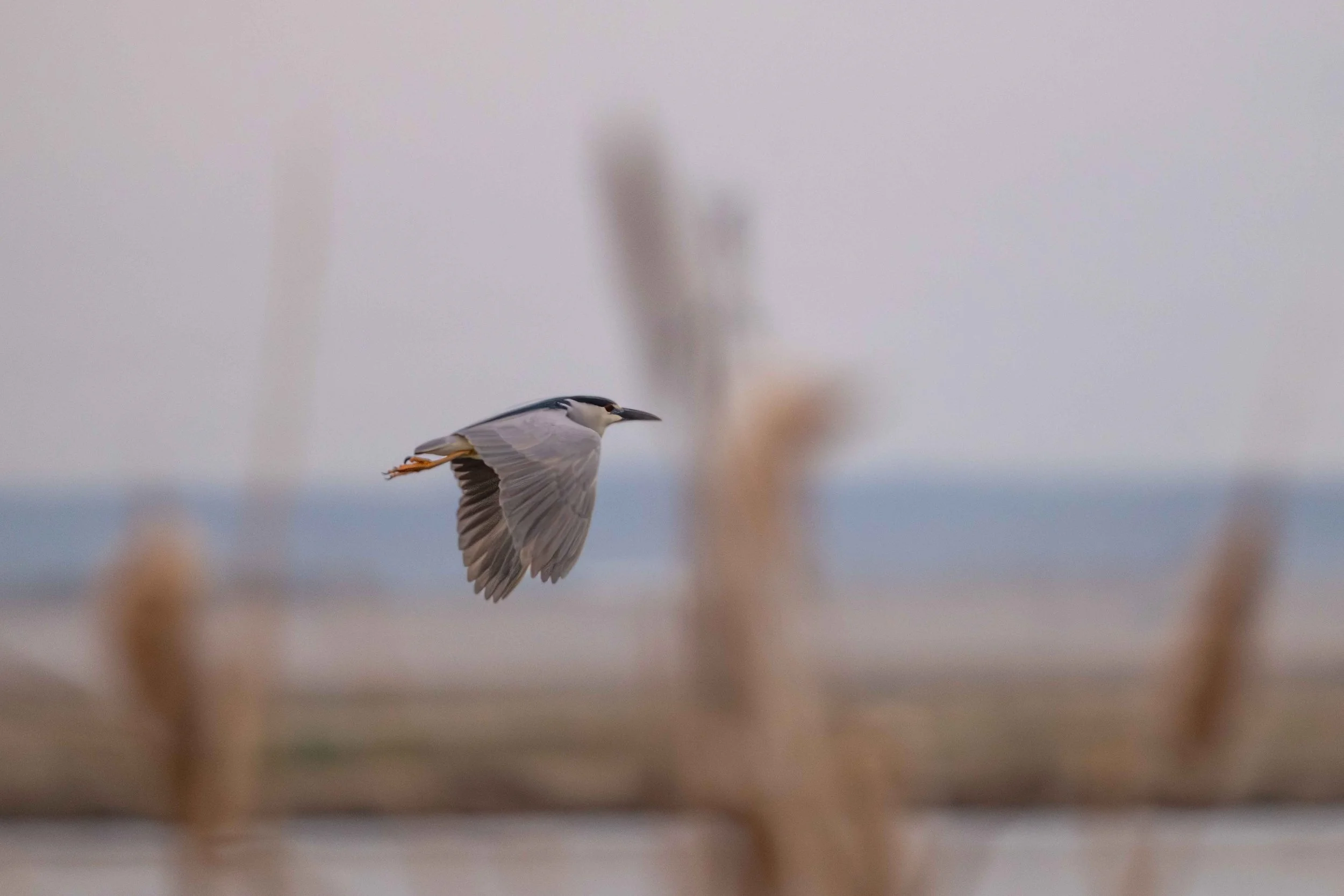 Black crowned night heron