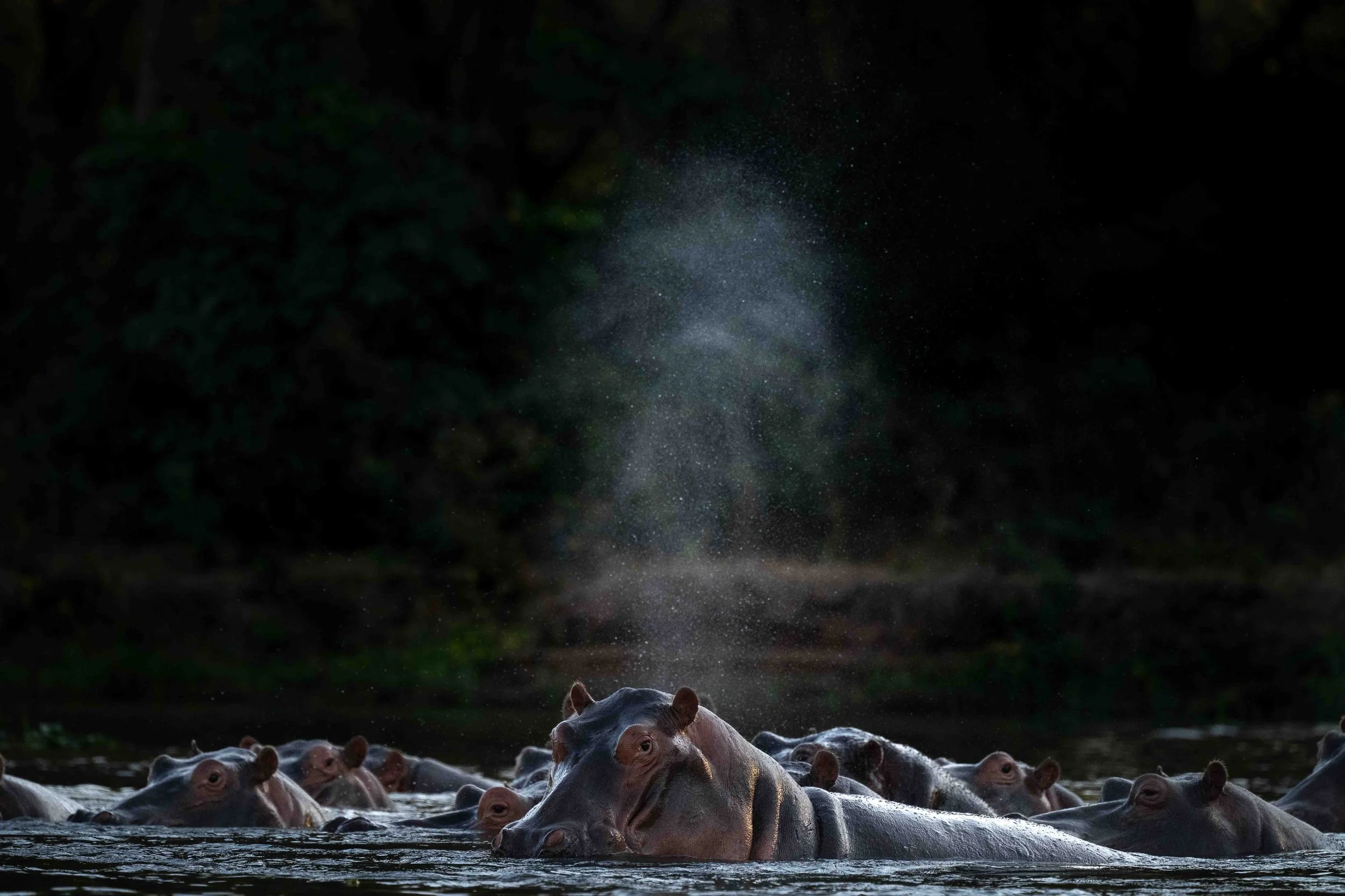 Hippos spouting water in the backlight