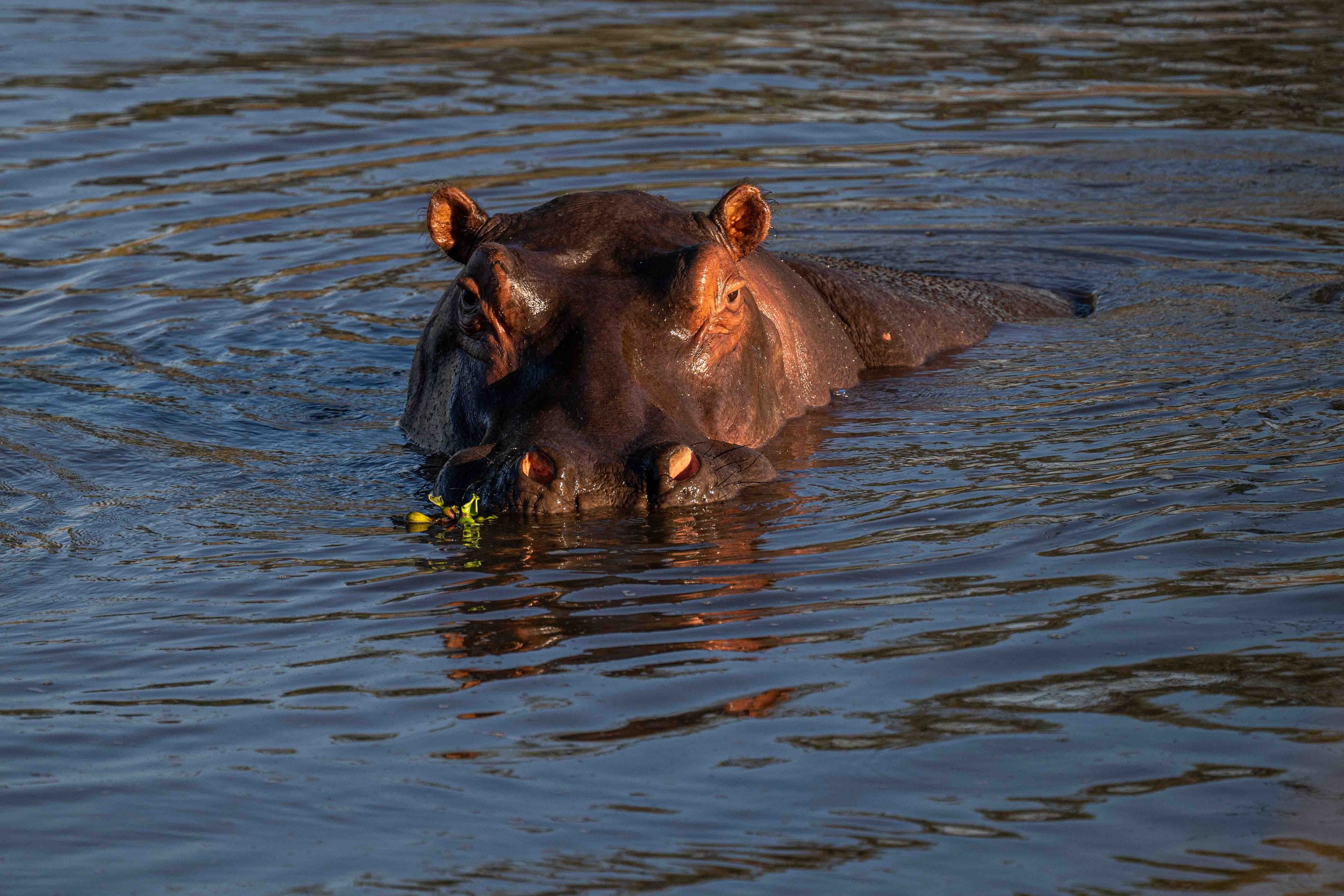 zambia - June 11 - IMG_00036.jpg