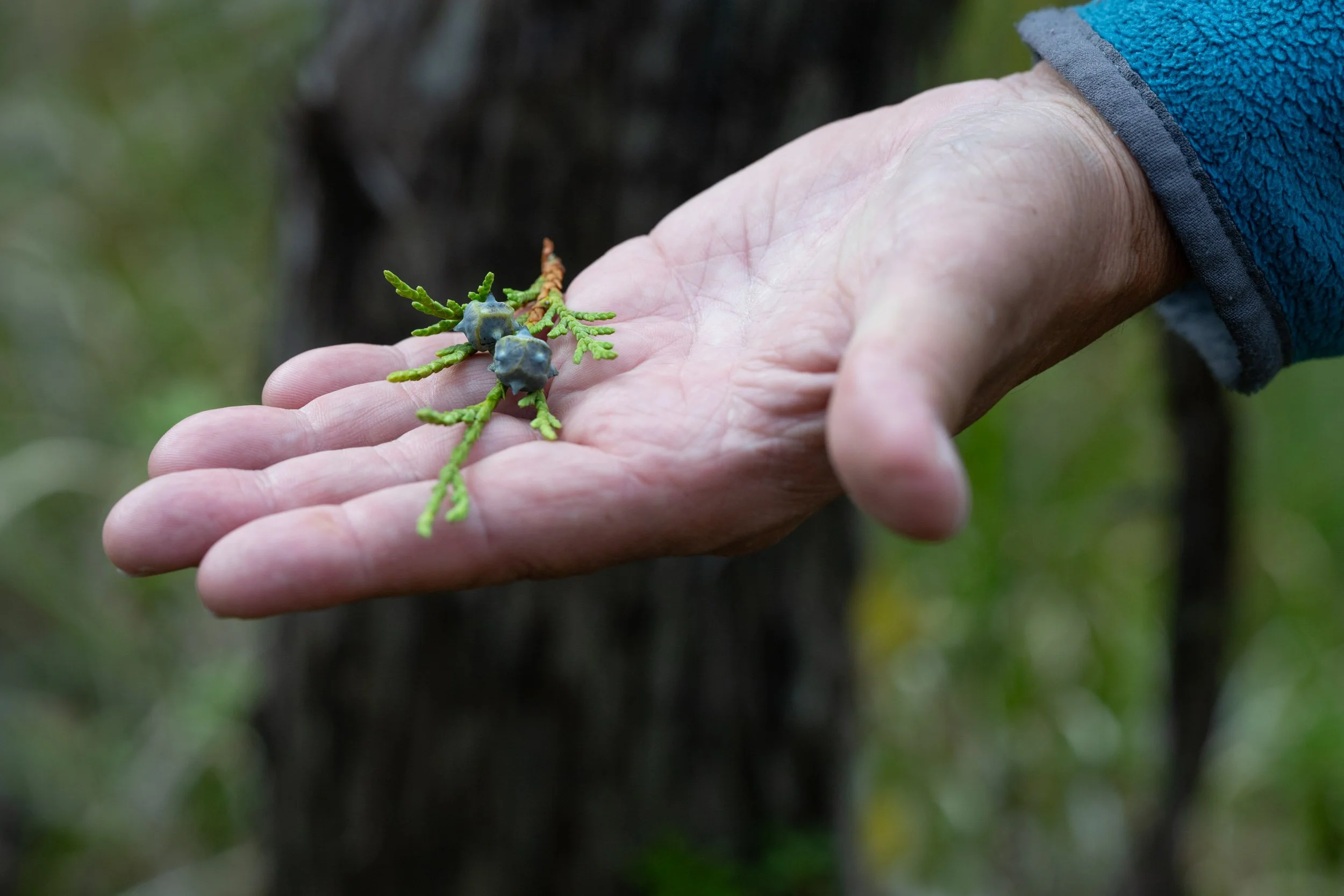 Bog walk nature talk during a Haida Gwaii hike