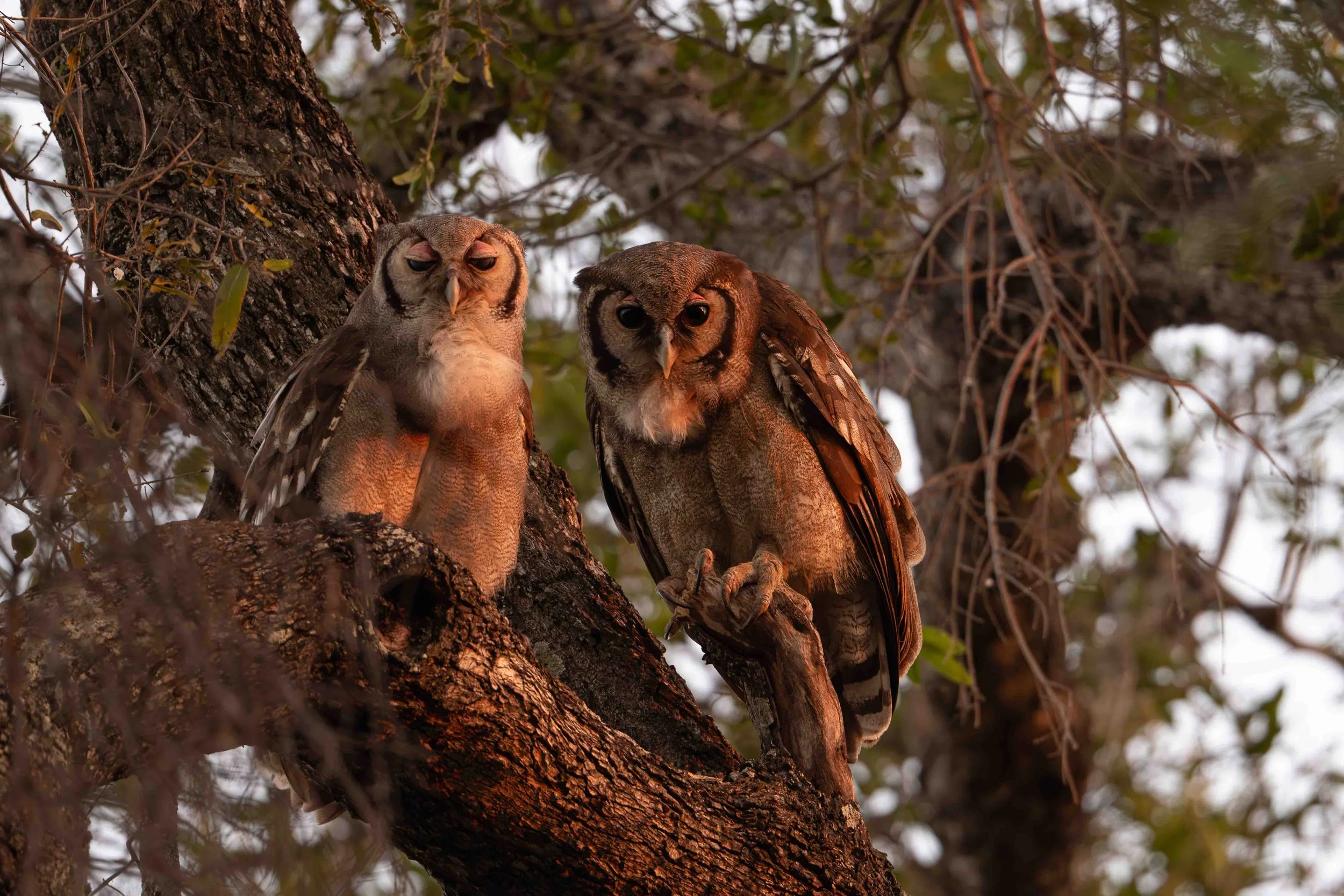 Verreaux's eagle- owl pair in the morning light.