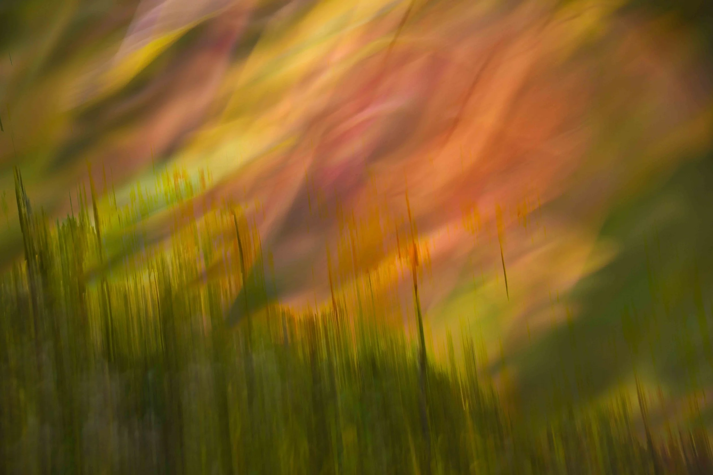 Multiple exposure ICM abstract image of autumn leaves