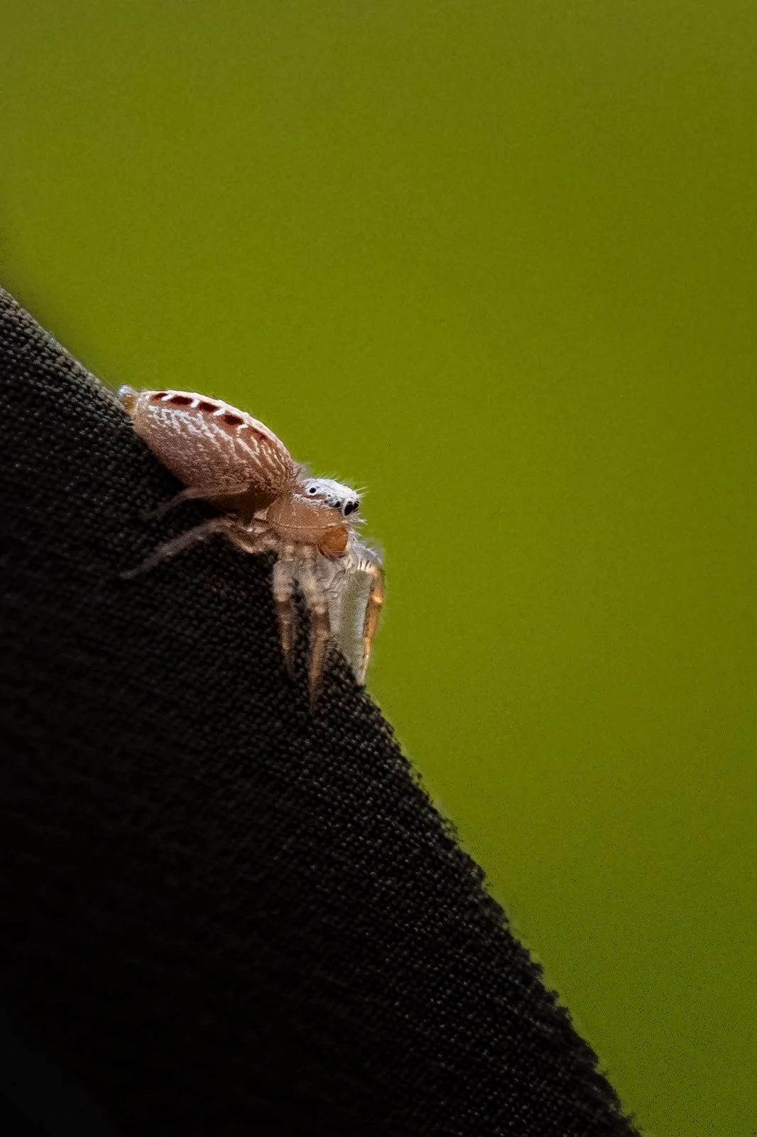 Jumping spider
