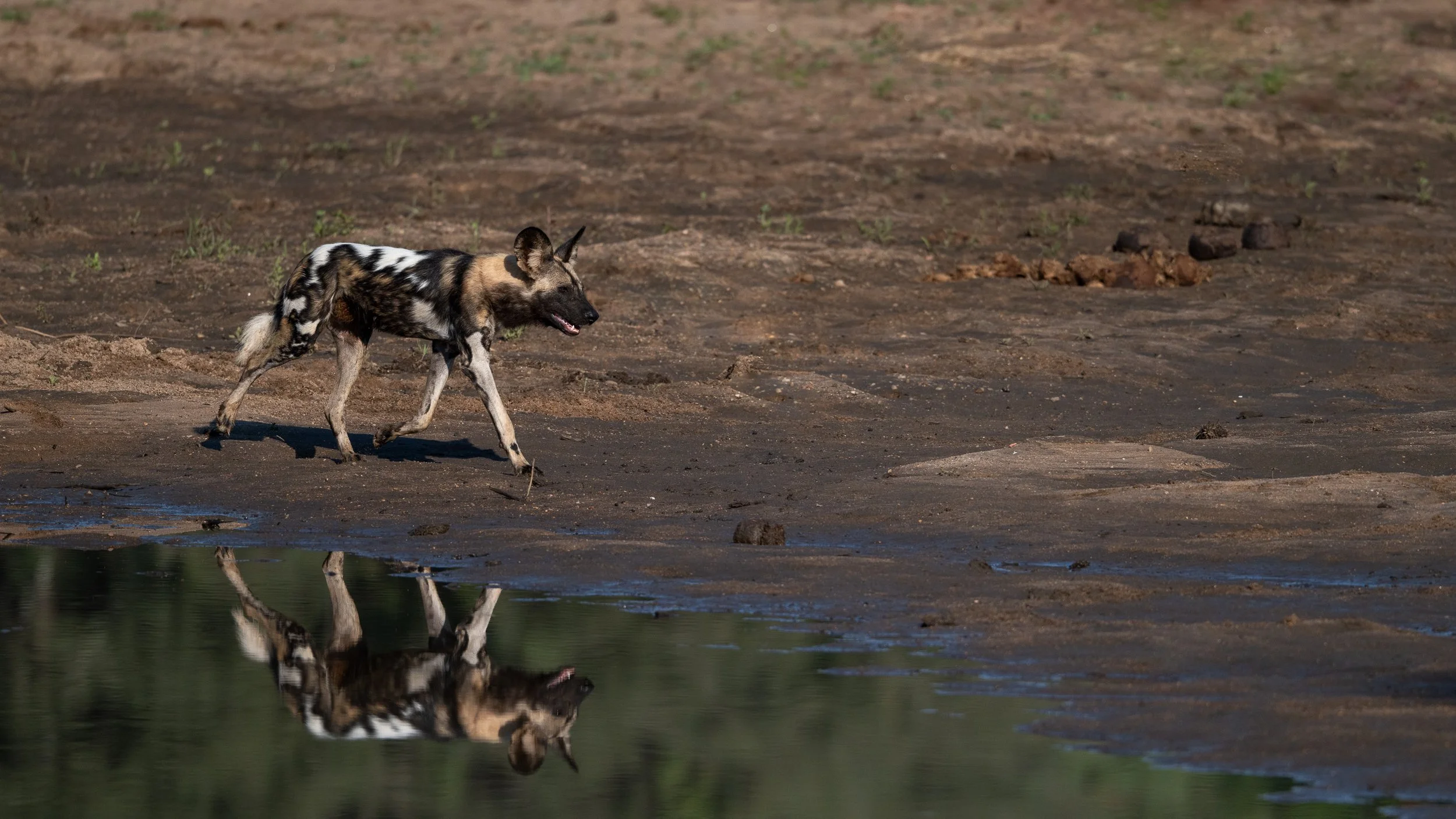 wild dog reflection.jpg