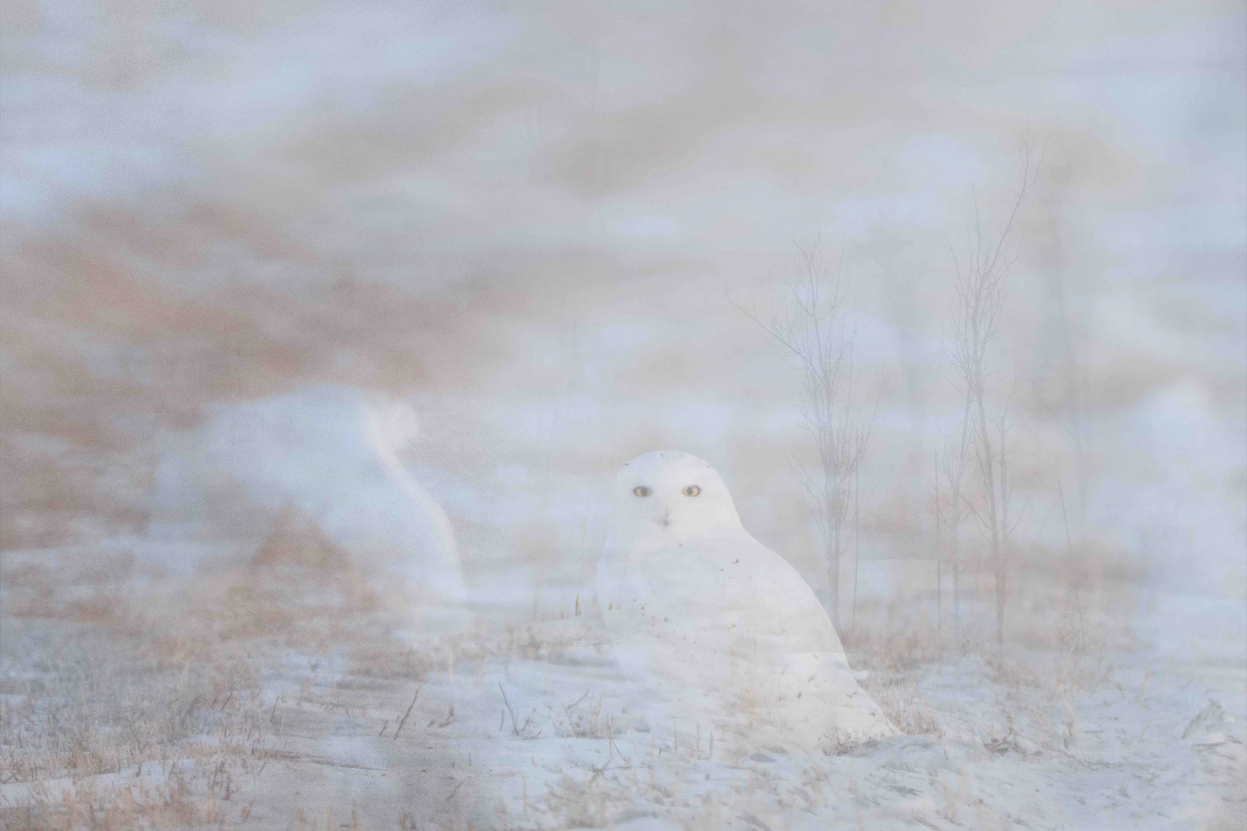 ME ICM - January 01 - IMG_00001.jpg