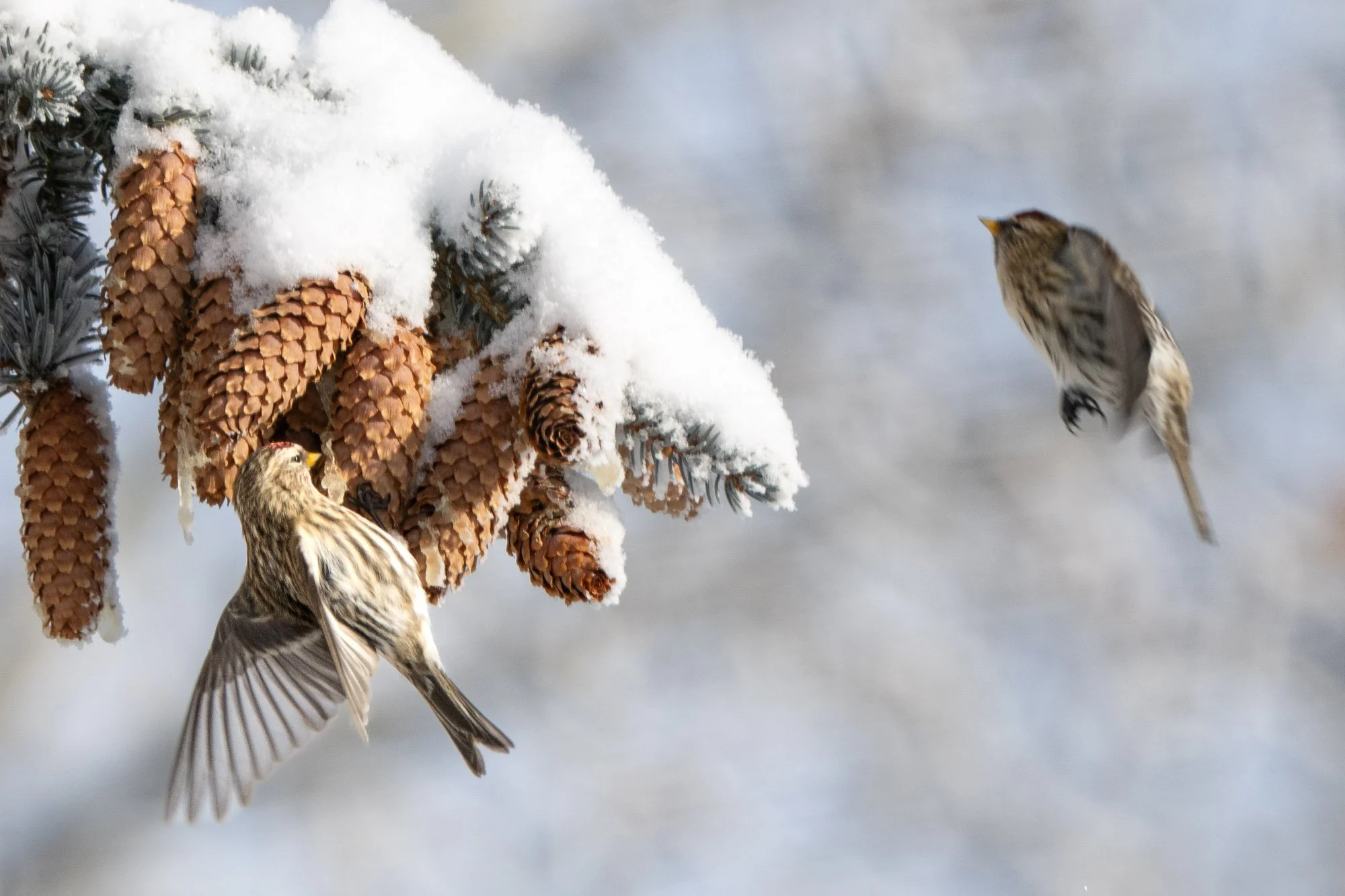 Redpolls flitting about a blue spruce looking for pine seeds.