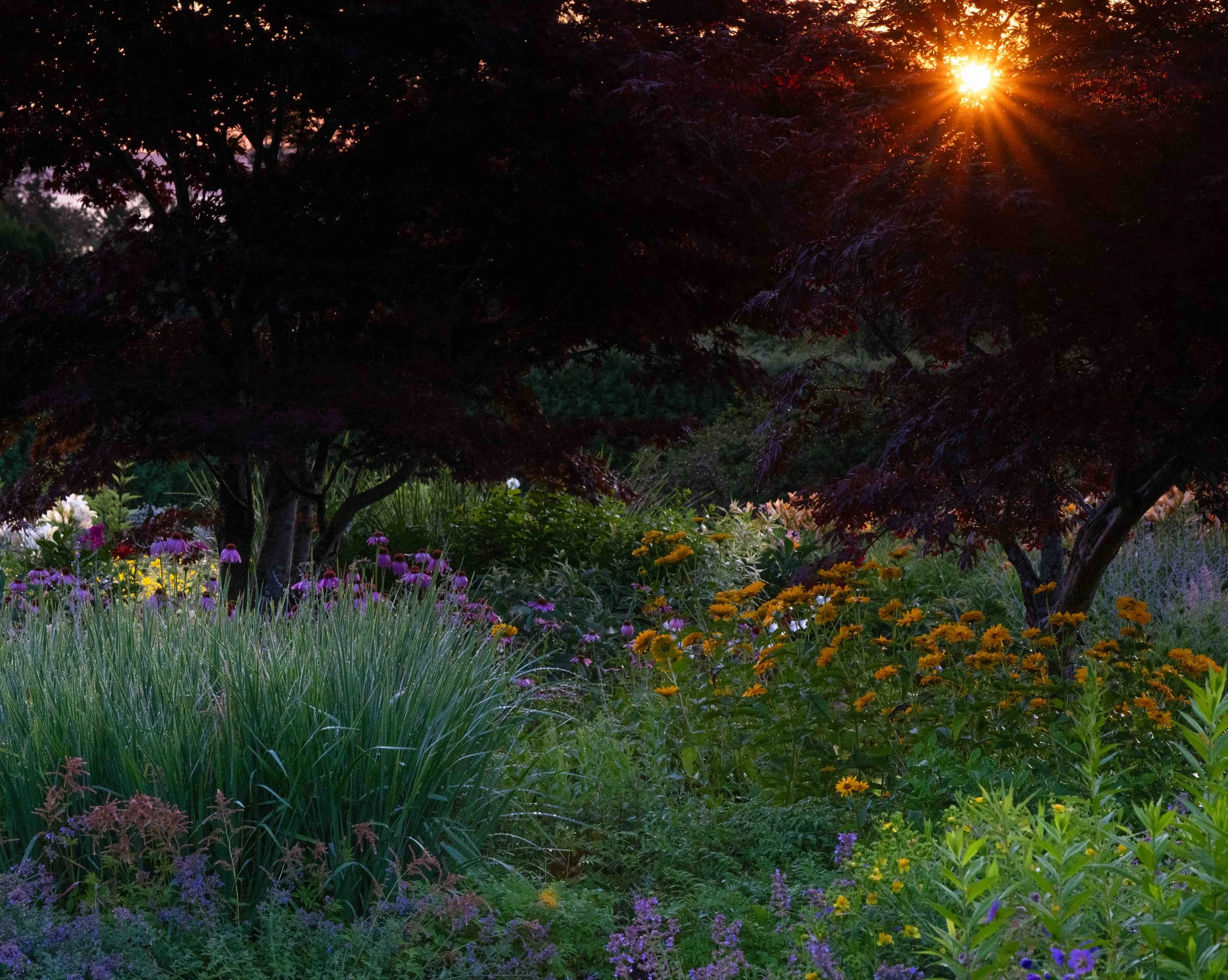 sunrise in the perennial gardens at Kingsbrae