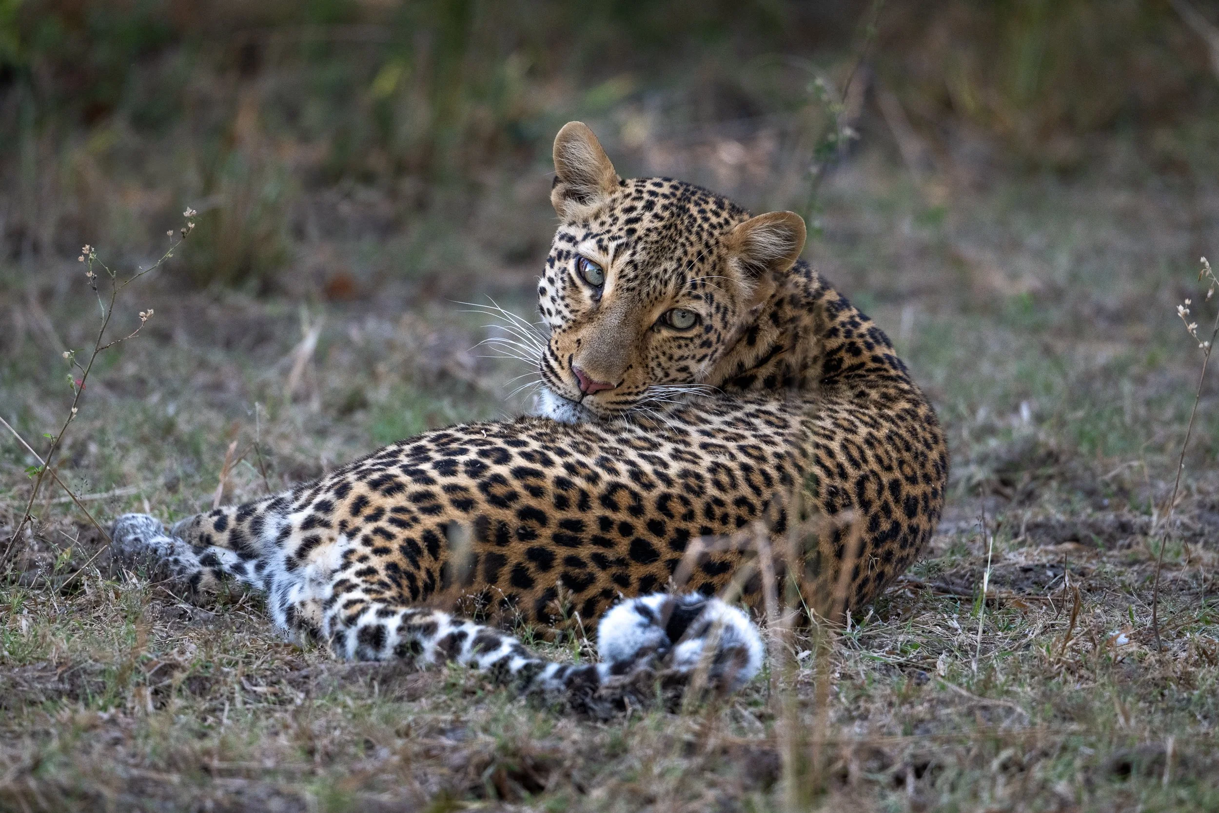 A female leopard looks longingly at the thicket where a hyena has just stolen her half eaten impala kill.