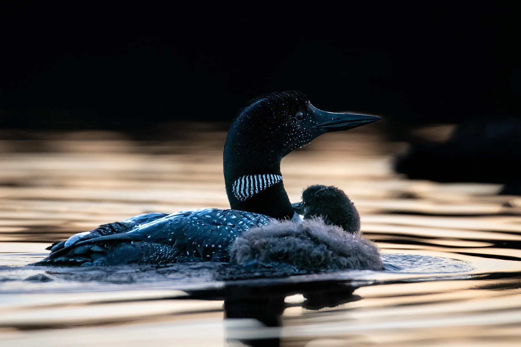 loons swimming in the early morning light