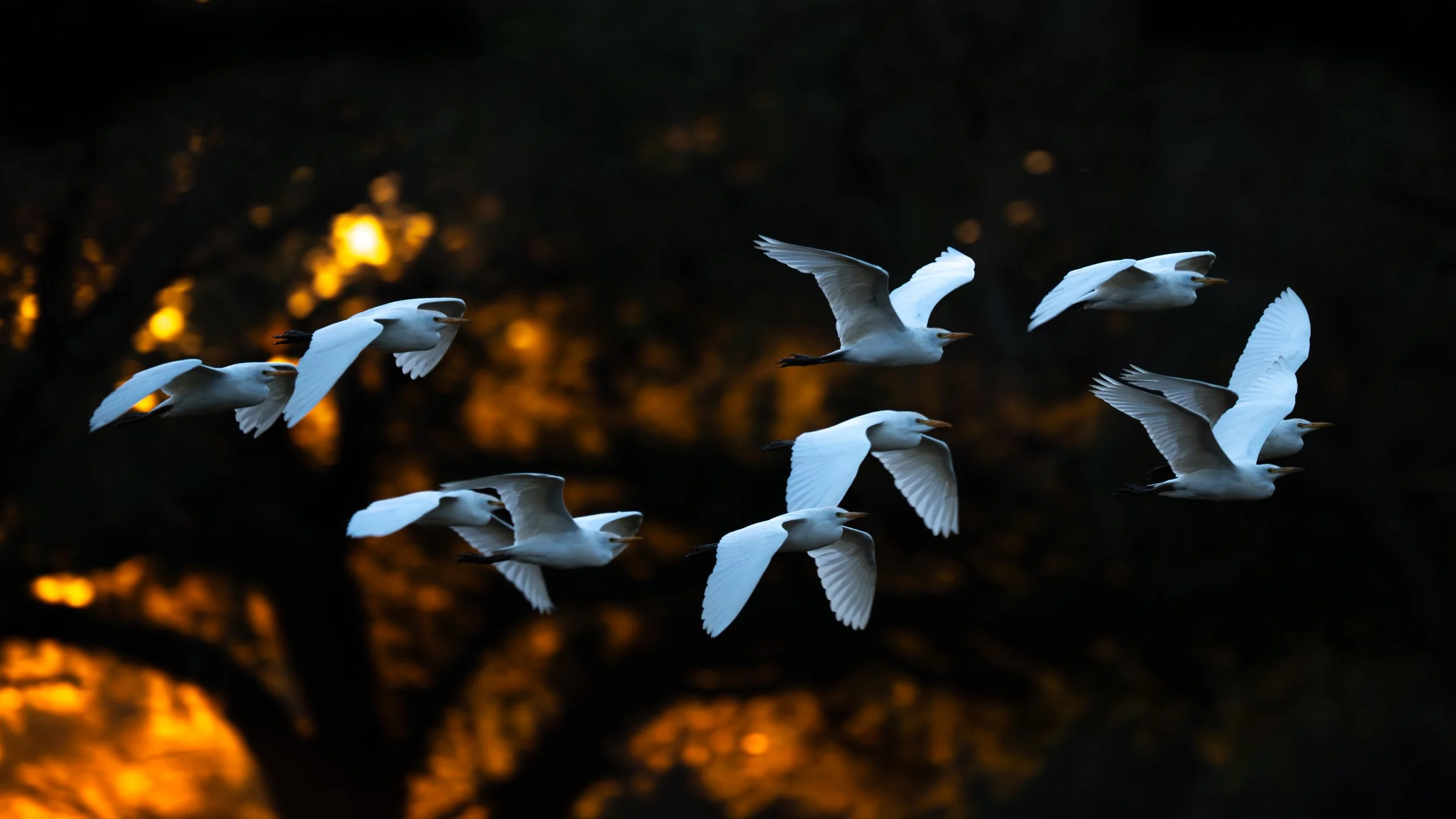 egrets flying to roost in the late afternoon sun