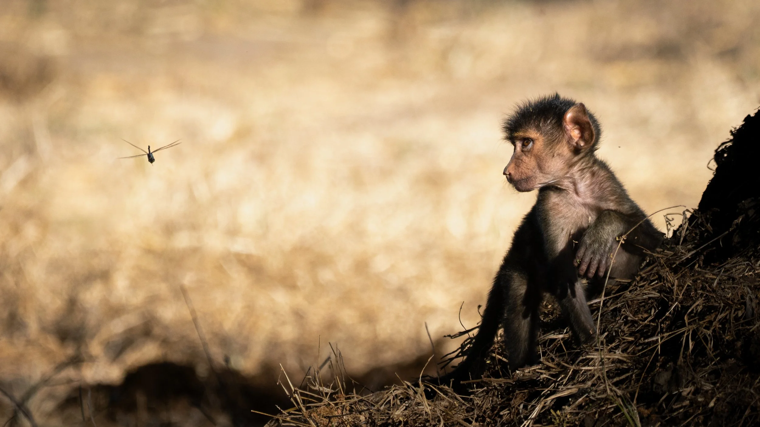 baboon.jpg