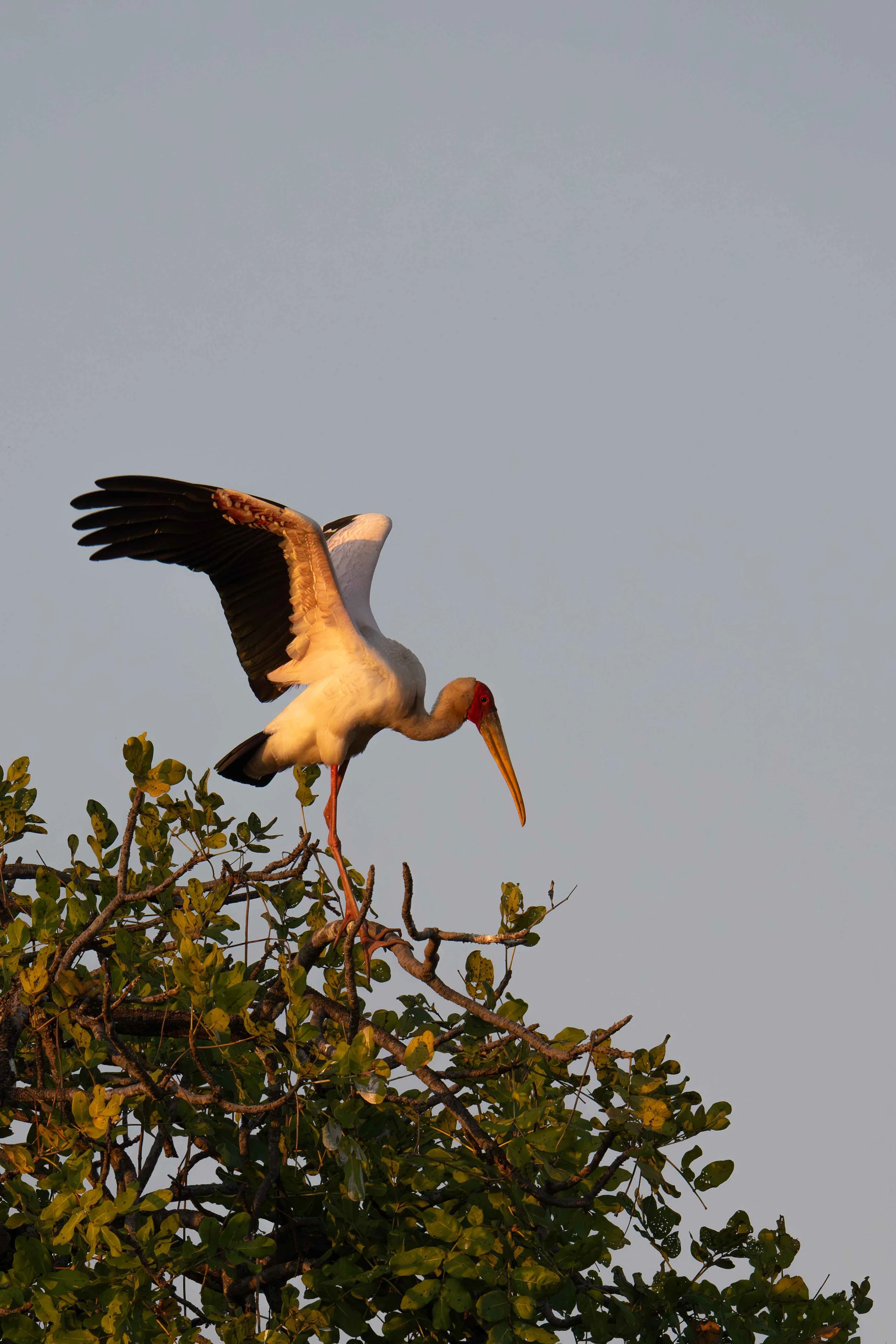 zambia - June 08 - IMG_00026.jpg