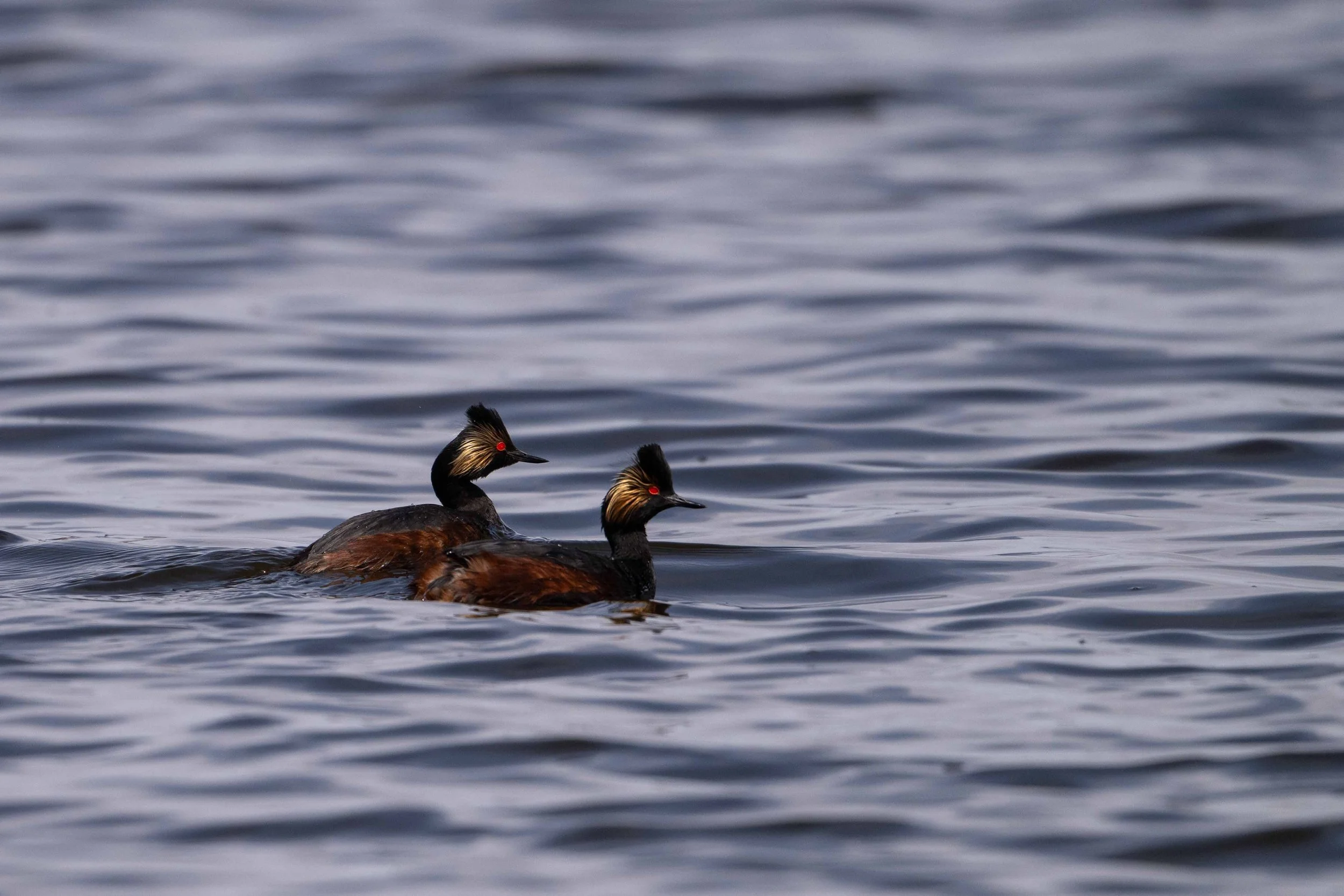 Eared grebes in a local pond