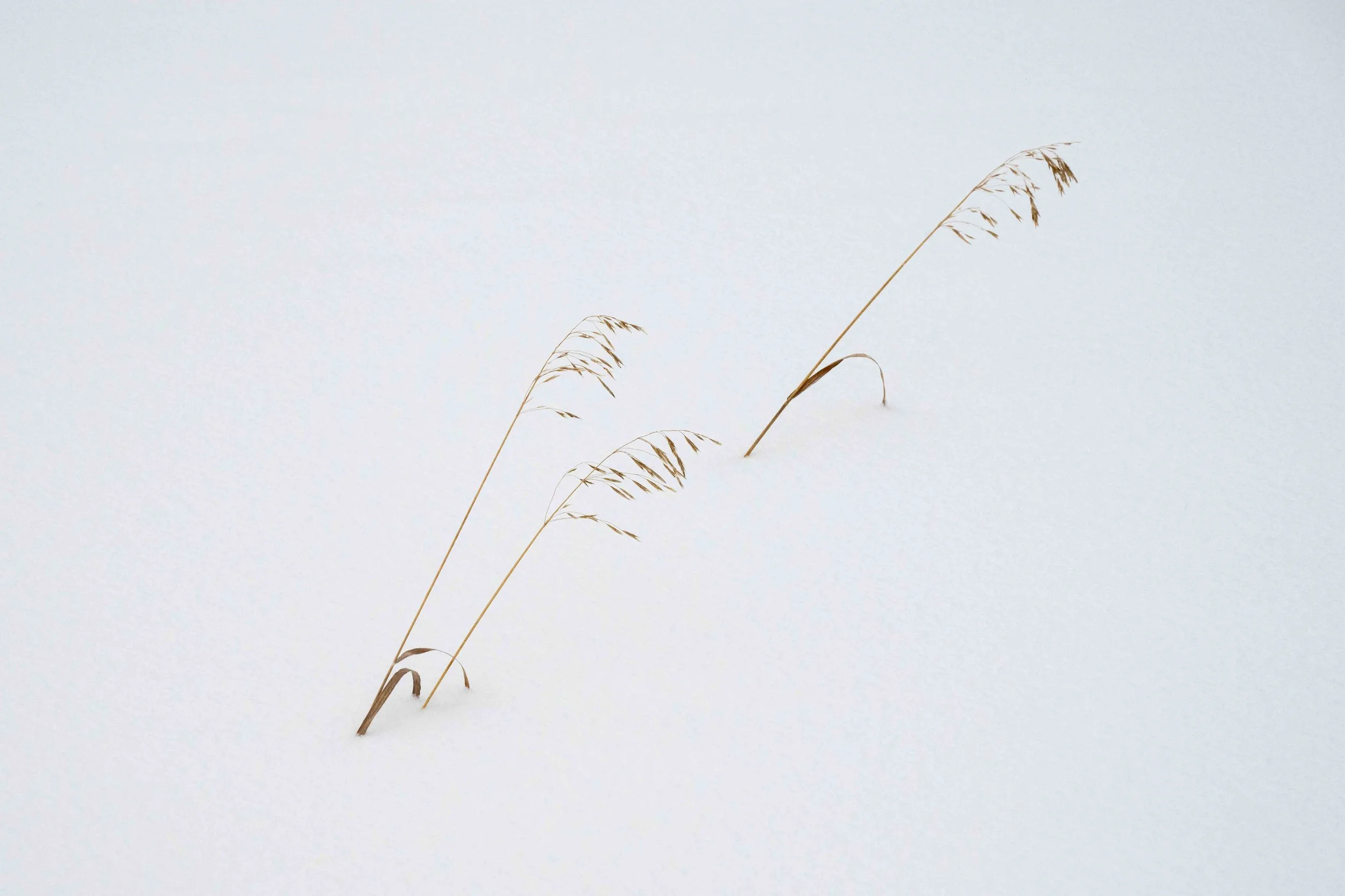 marsh grasses in the snow
