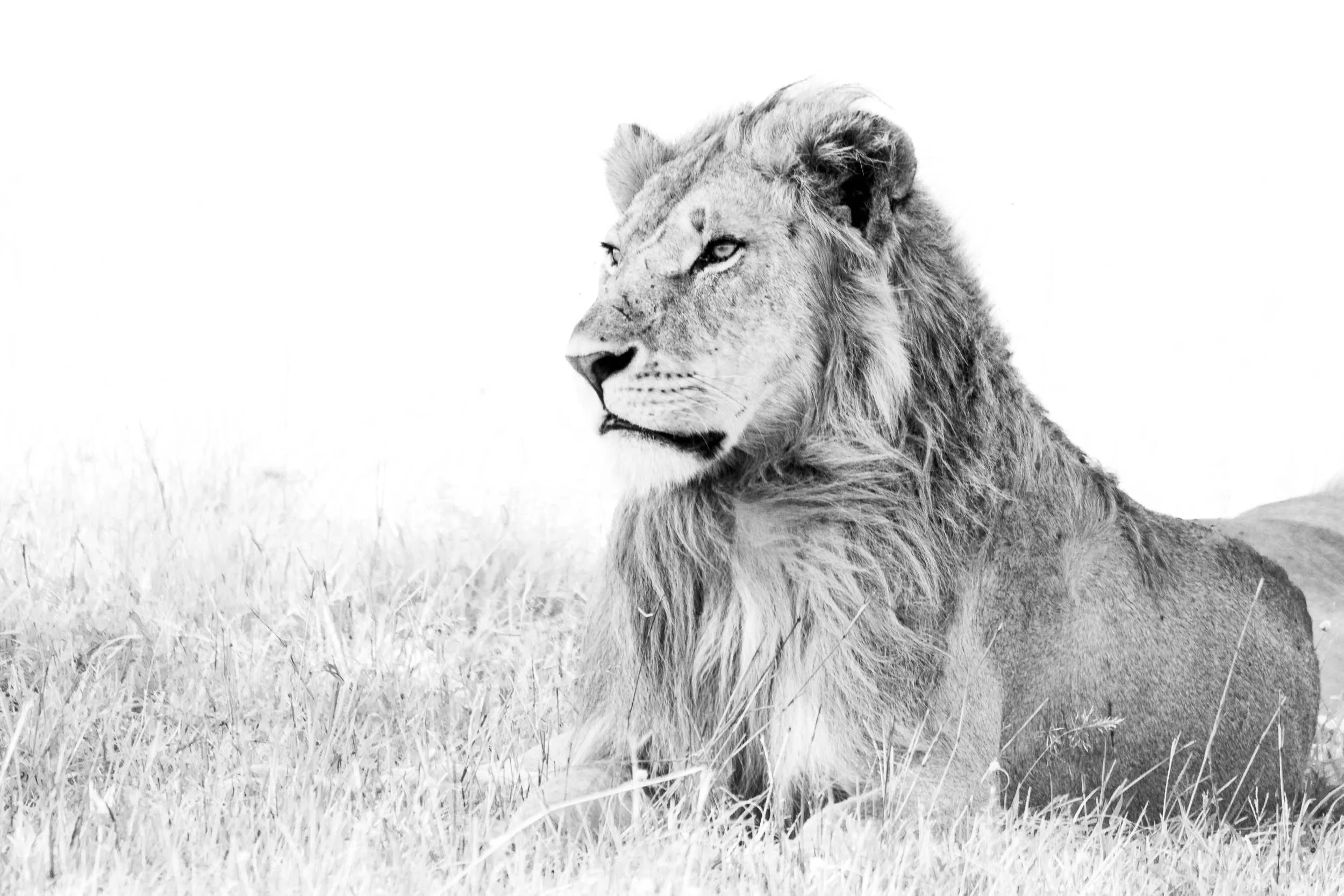 male lion gazing off into the distance