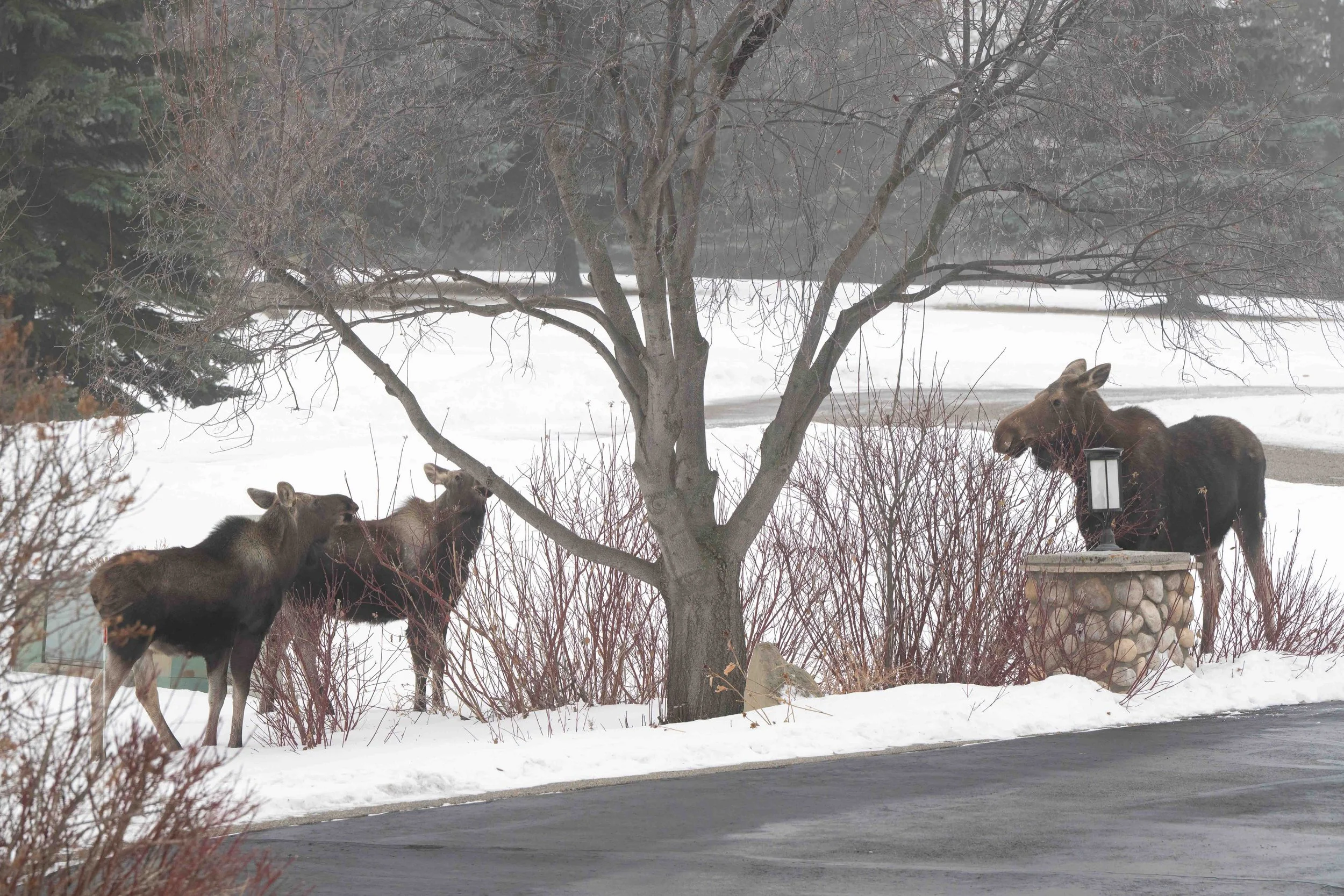 moose eating dogwood in the winter
