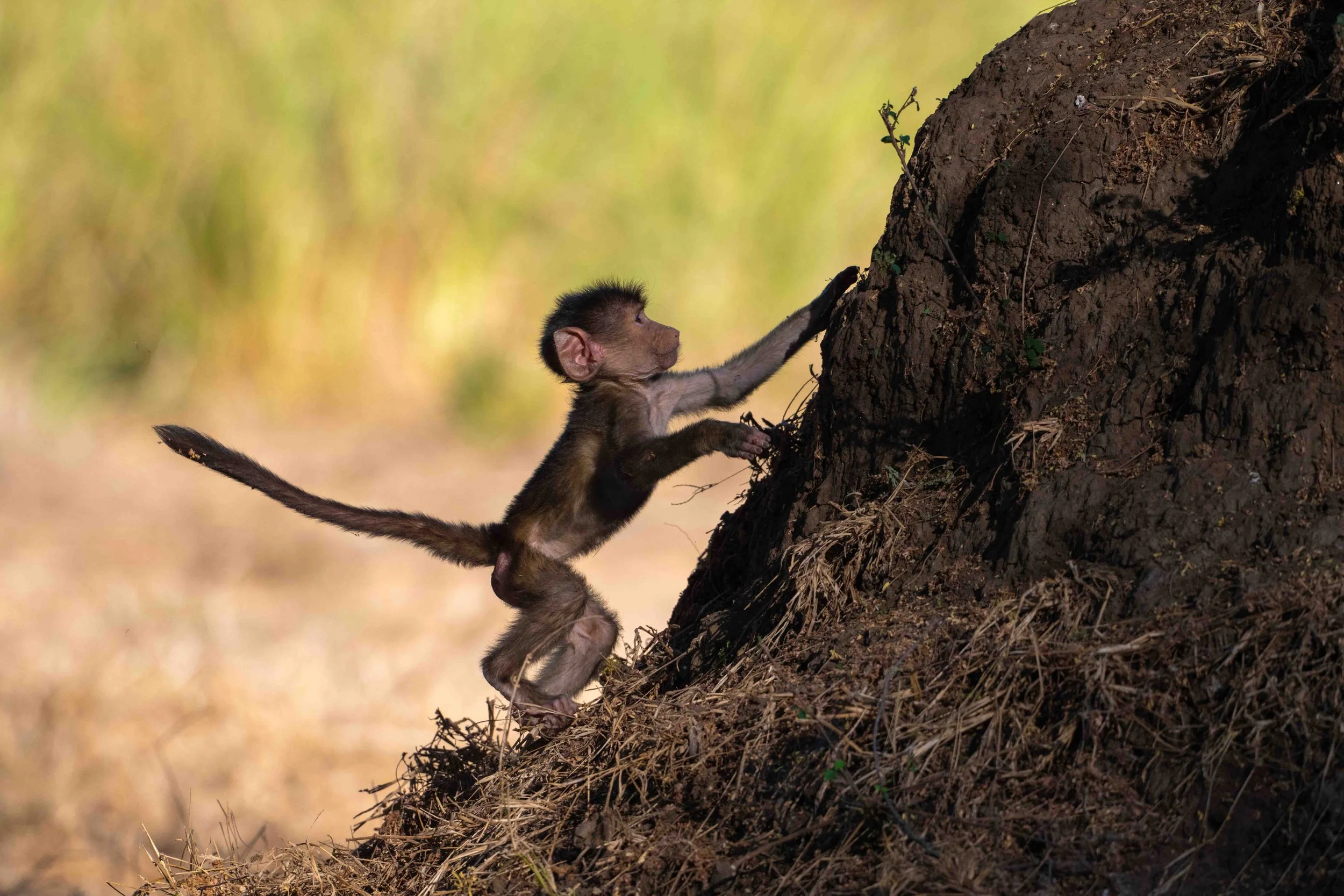 zambia - June 13 - IMG_00022.jpg